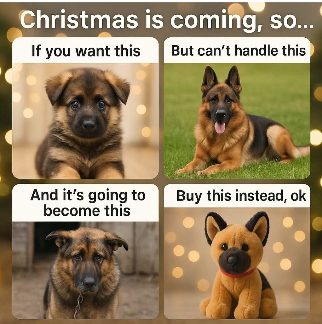 Muddy Pawz Grooming Exeter