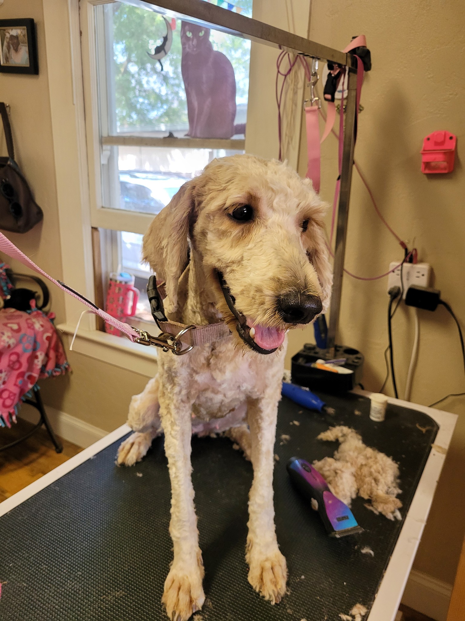 Muddy Pawz Grooming Exeter