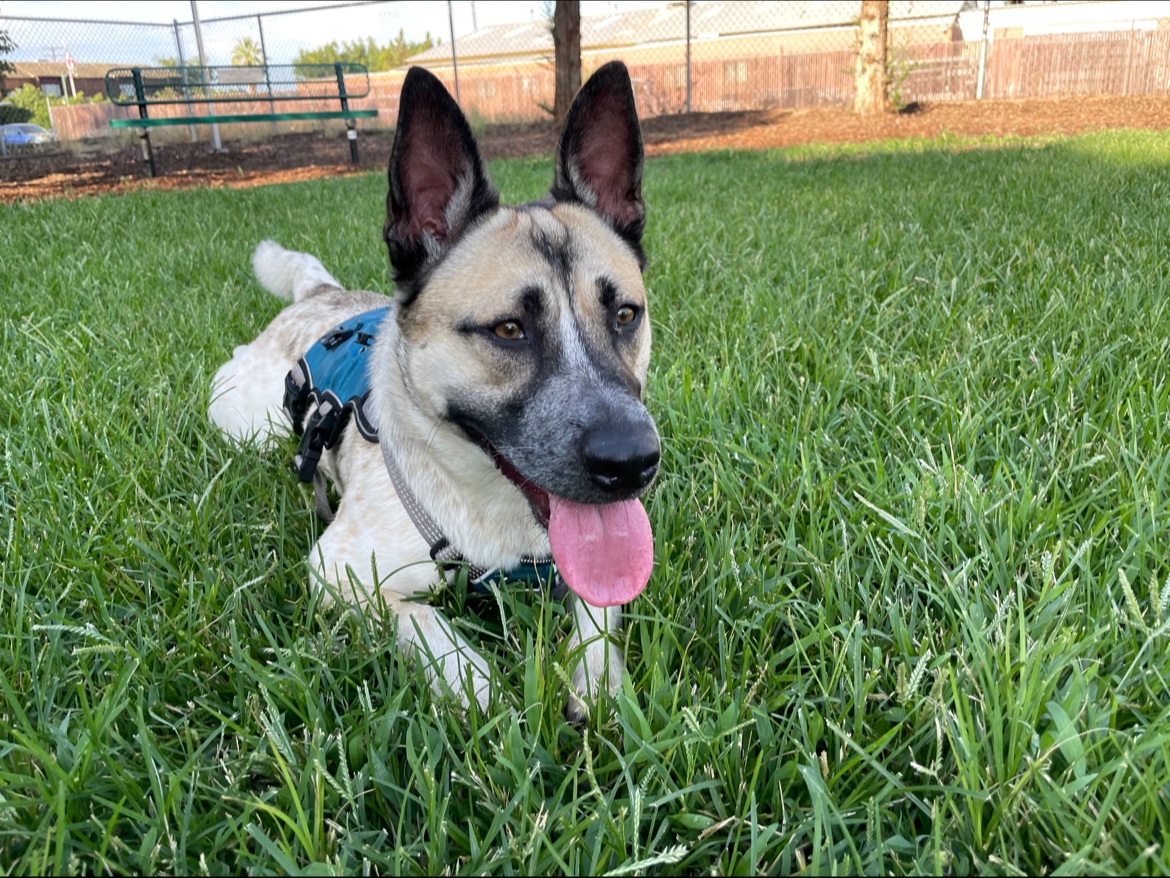 Exeter Bark Park Exeter