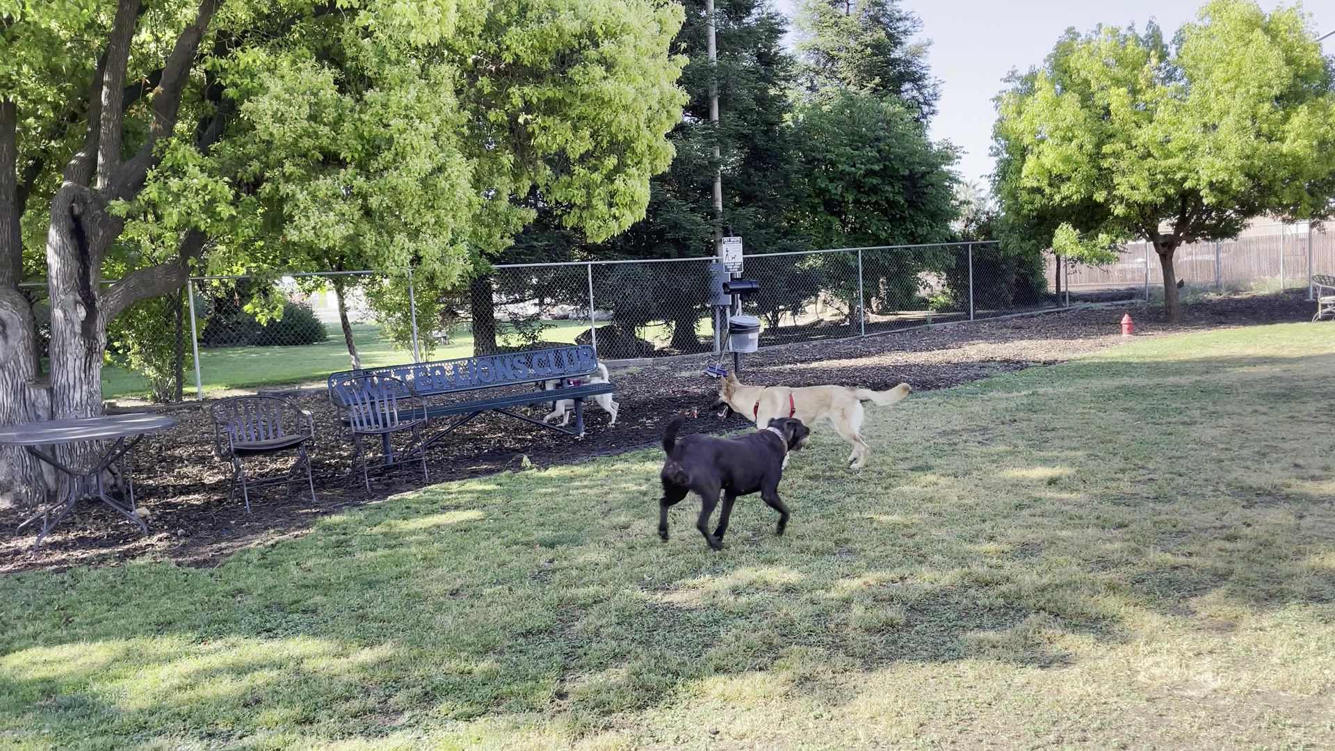 Exeter Bark Park Exeter