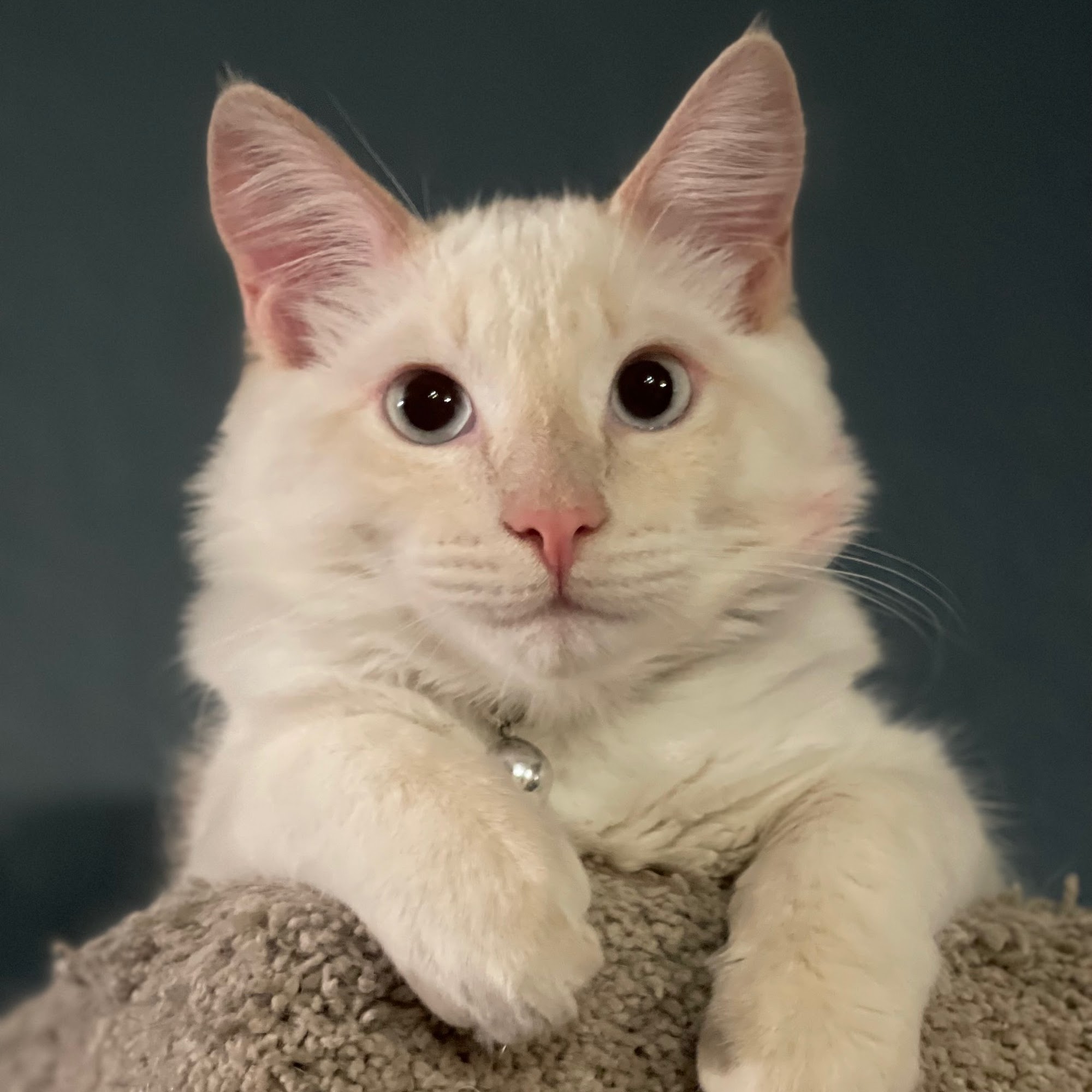 Old Towne Animal Hospital Fair Oaks