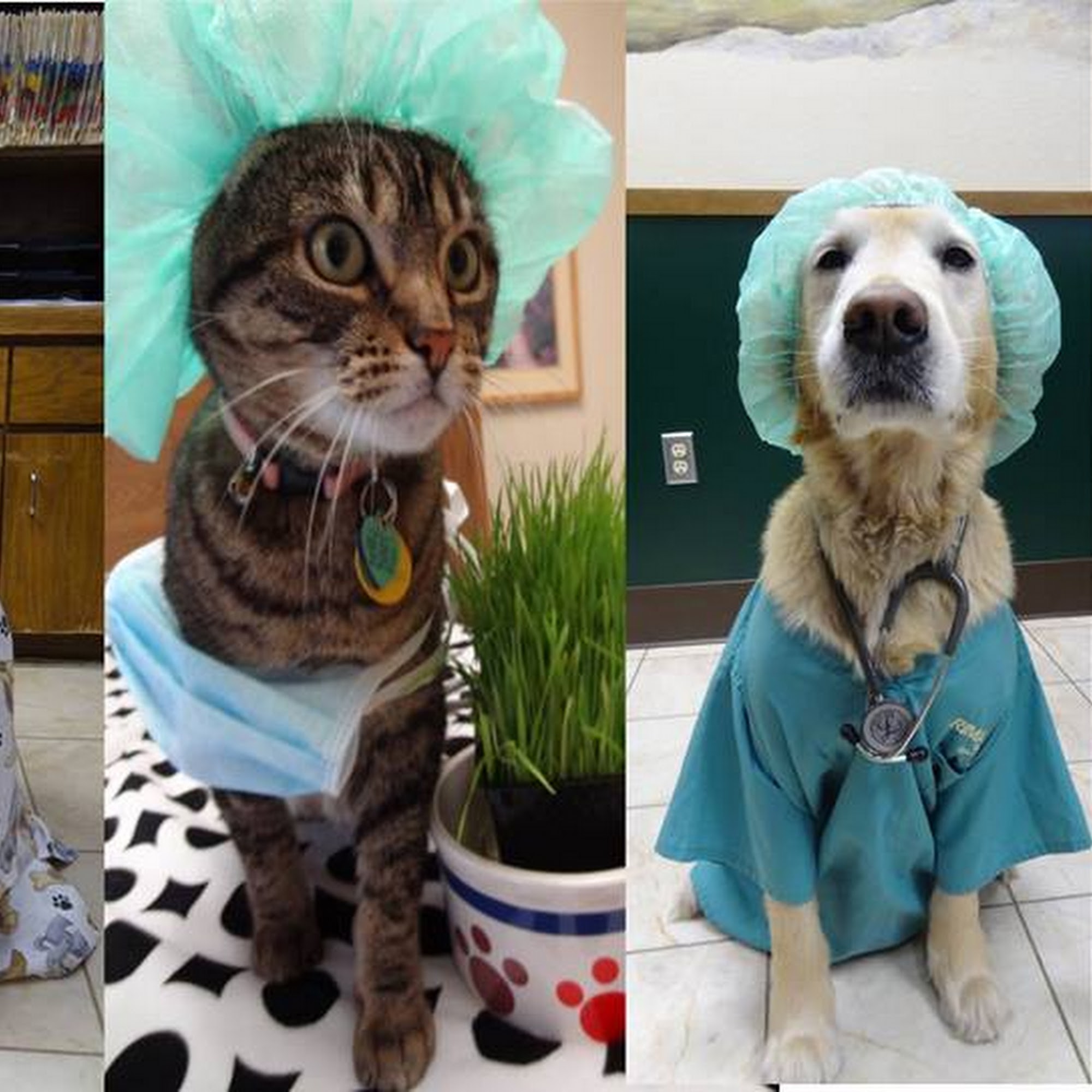 Hazel Ridge Veterinary Clinic Fair Oaks