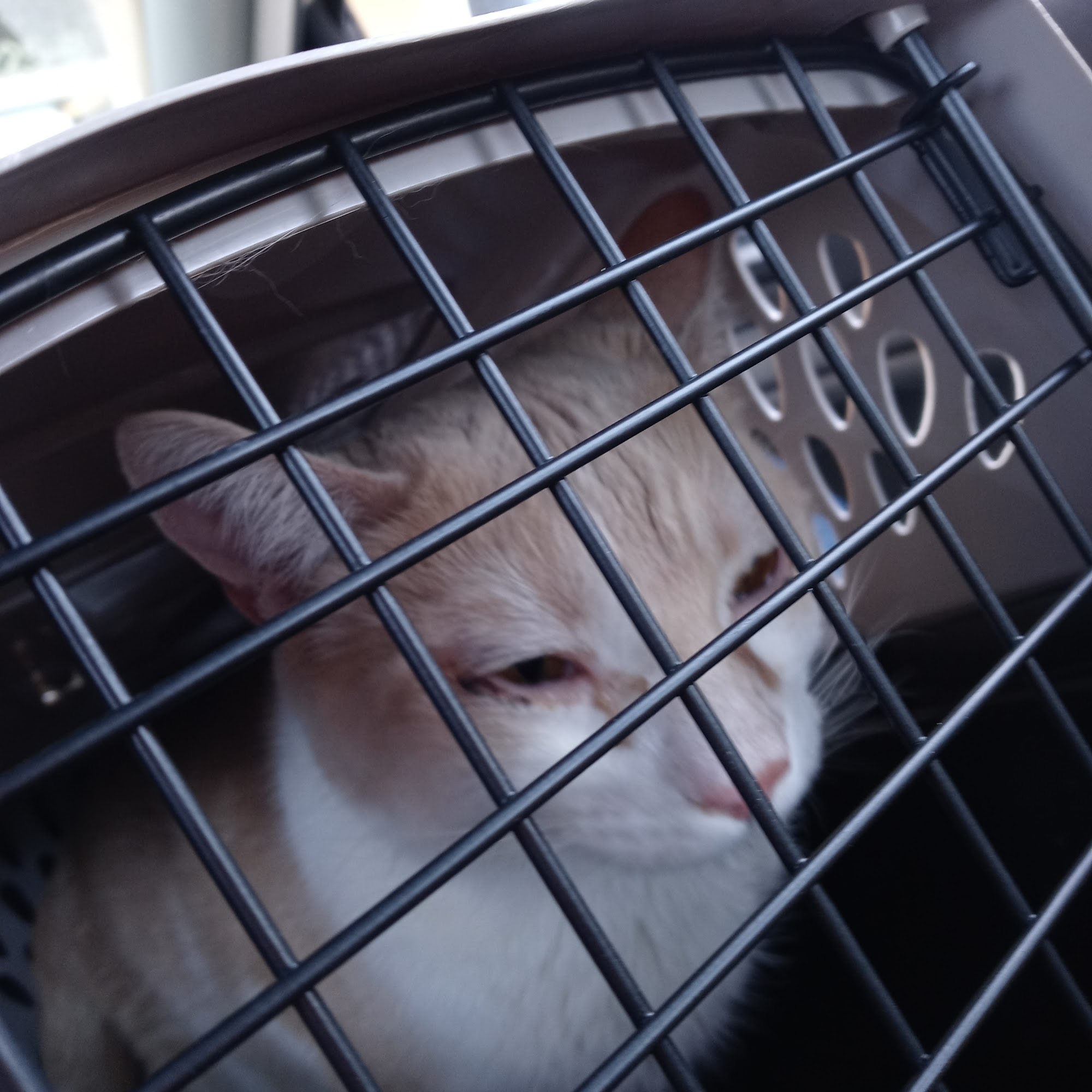 Mercy Pet Hospital Fair Oaks