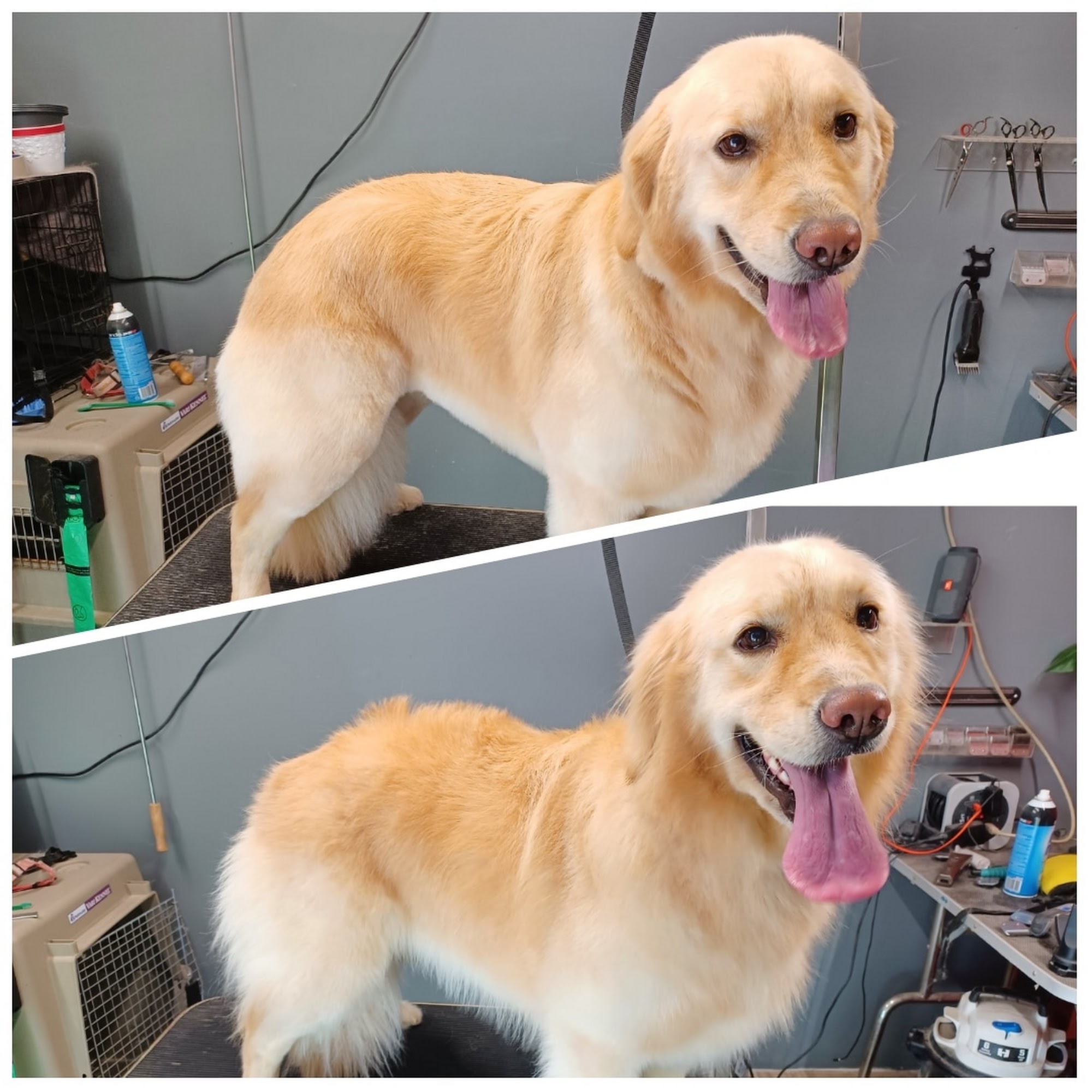 Groomology Fair Oaks