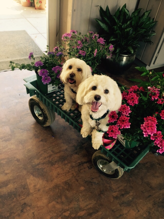 Fairfax Veterinary Clinic Fairfax