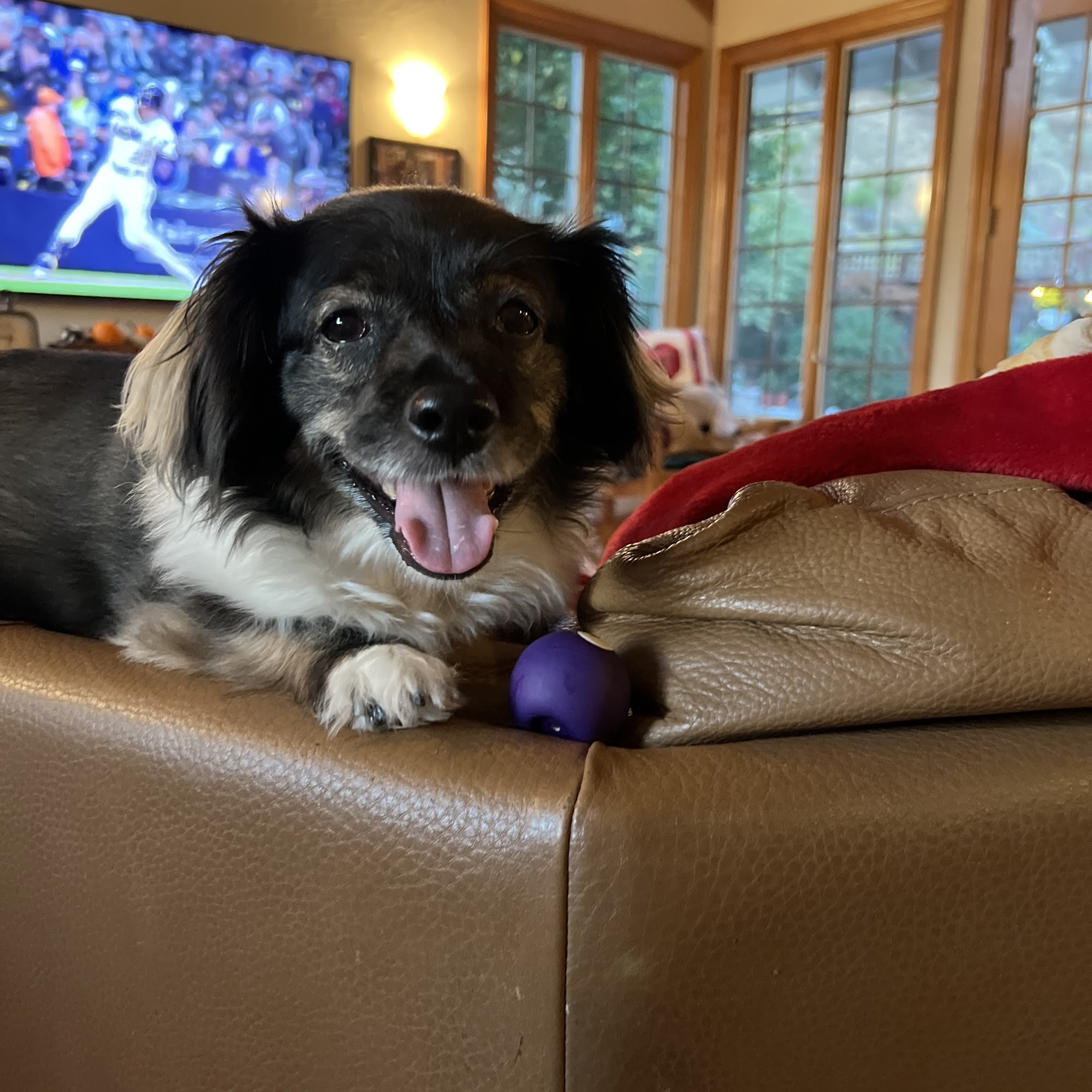 Fairfax Veterinary Clinic Fairfax