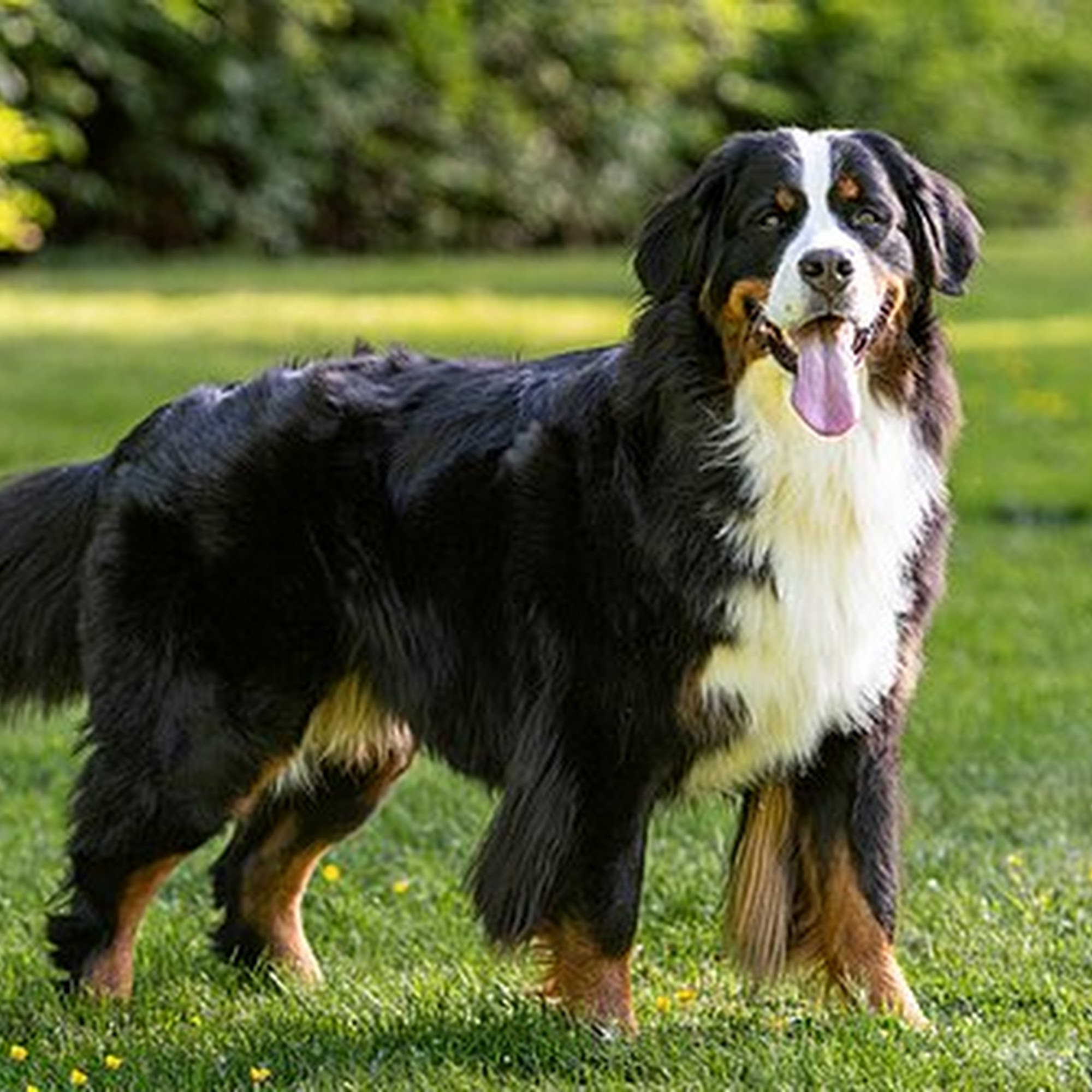 Barney & Russum Animal Clinic Fairfield