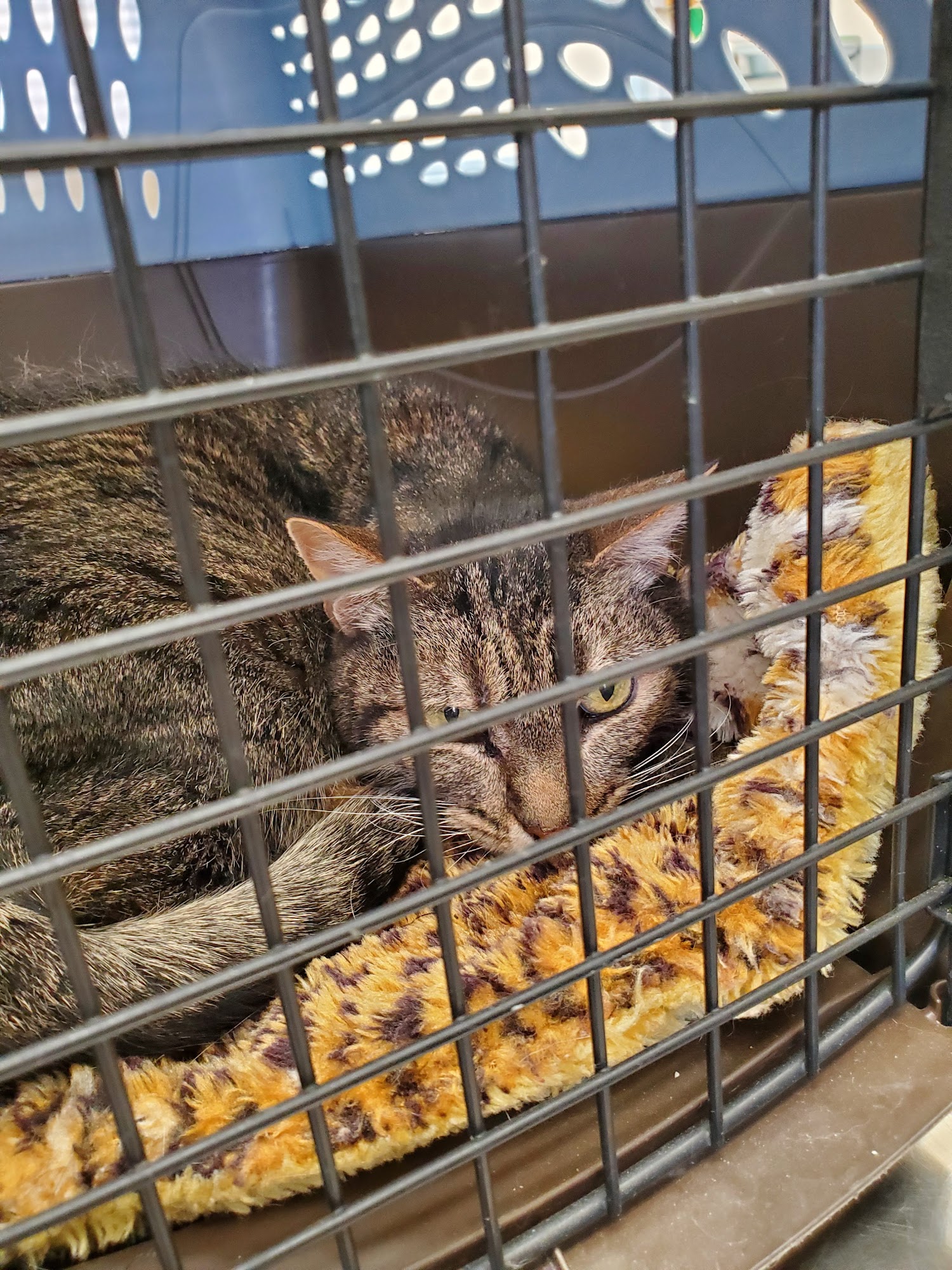 Cal West Pet Hospital Fairfield