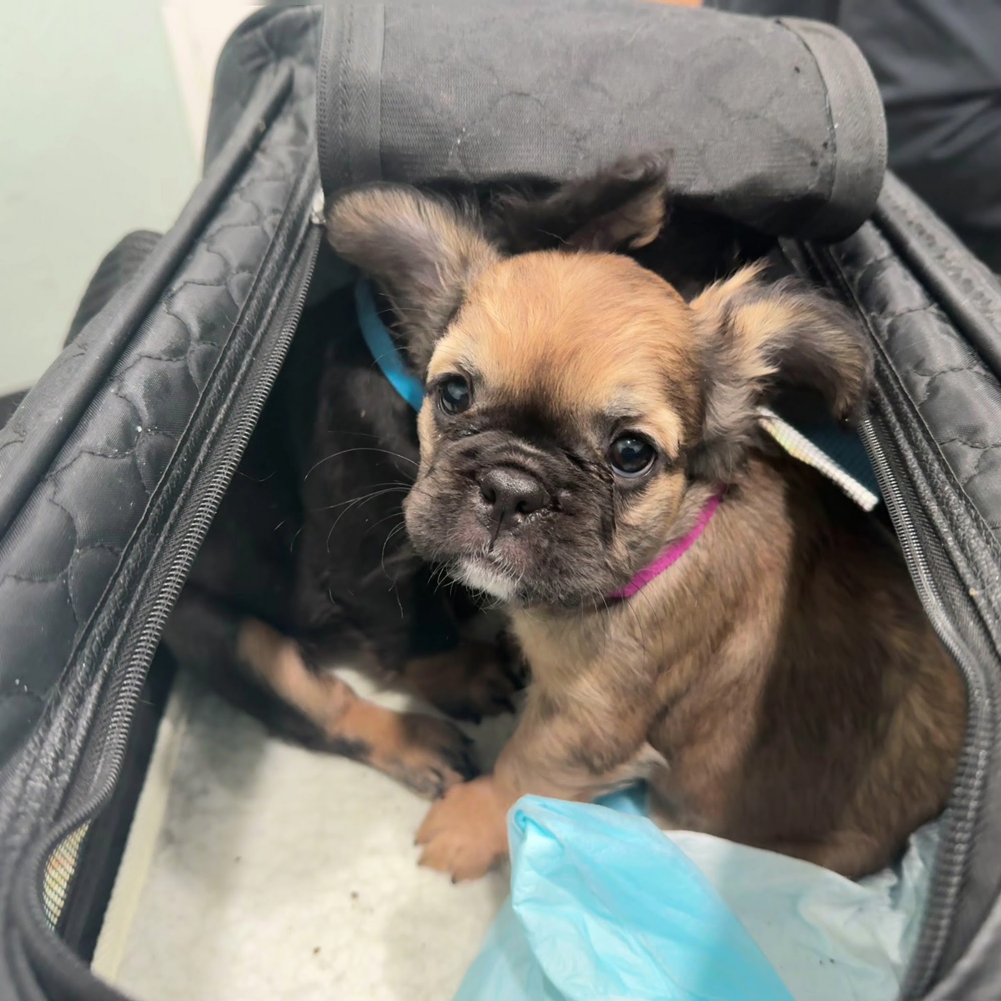 Animal Hospital in Fairfield Fairfield