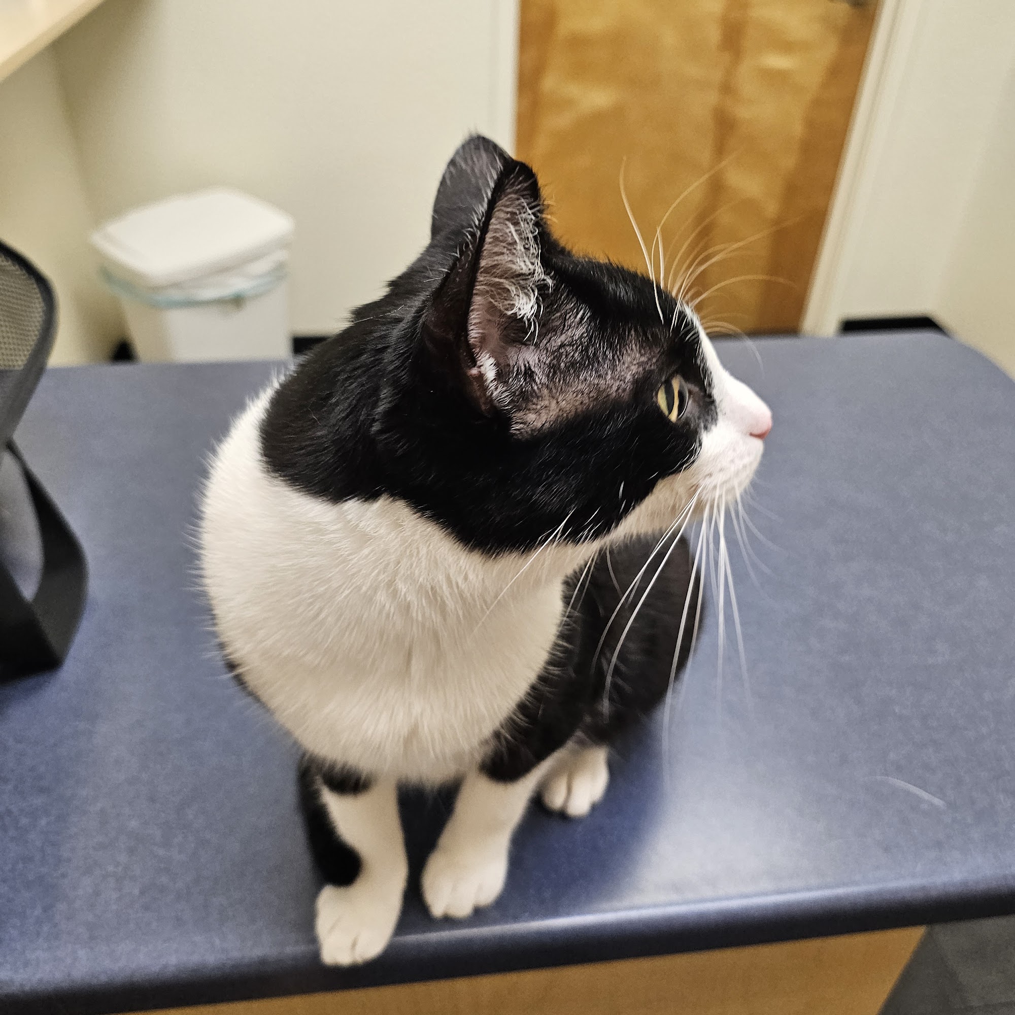 Fairfield Animal Hospital Fairfield