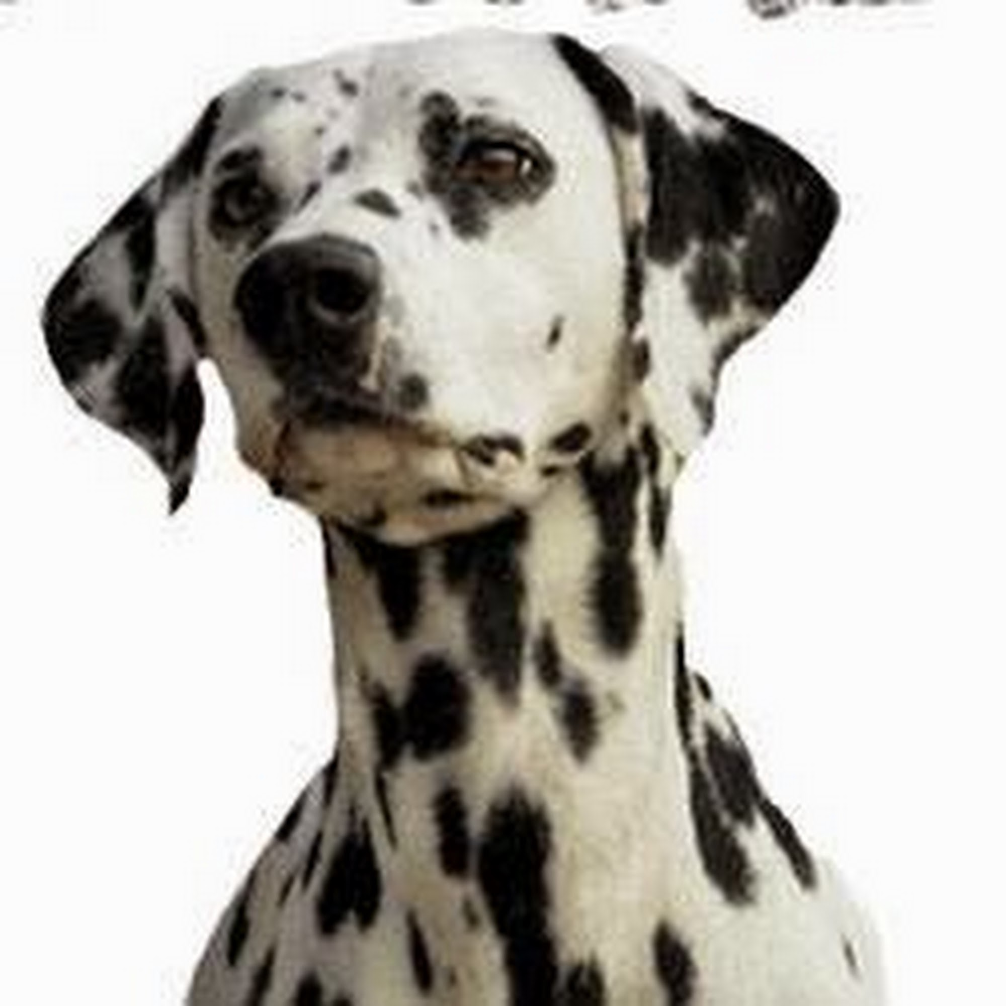 Dalmation Station Fairfield