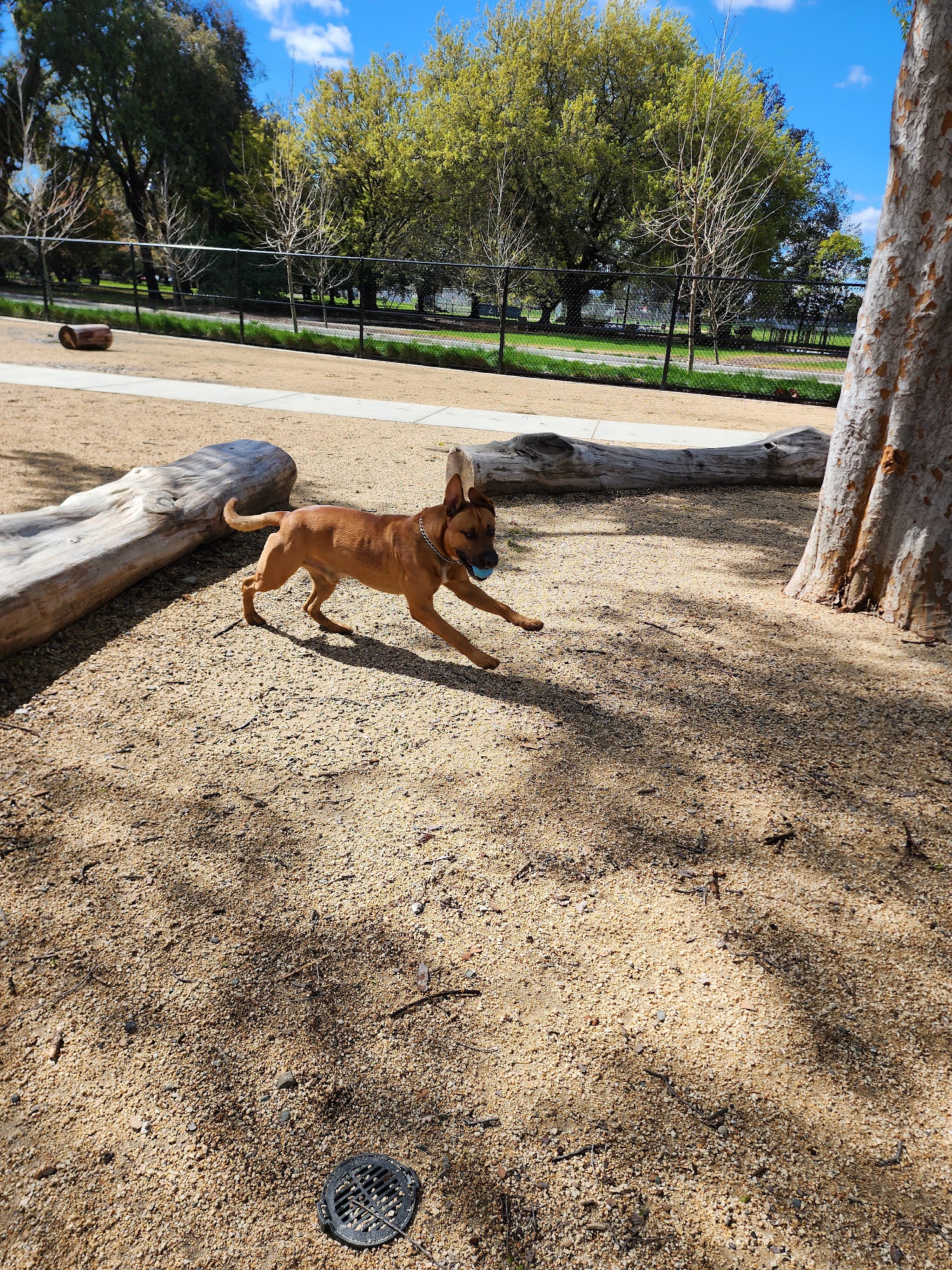 Tj's All Pet Care Service Fairfield