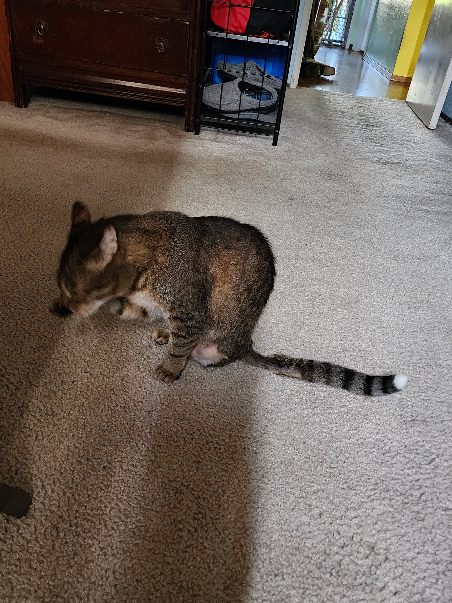 Parkway Animal Center Fairfield