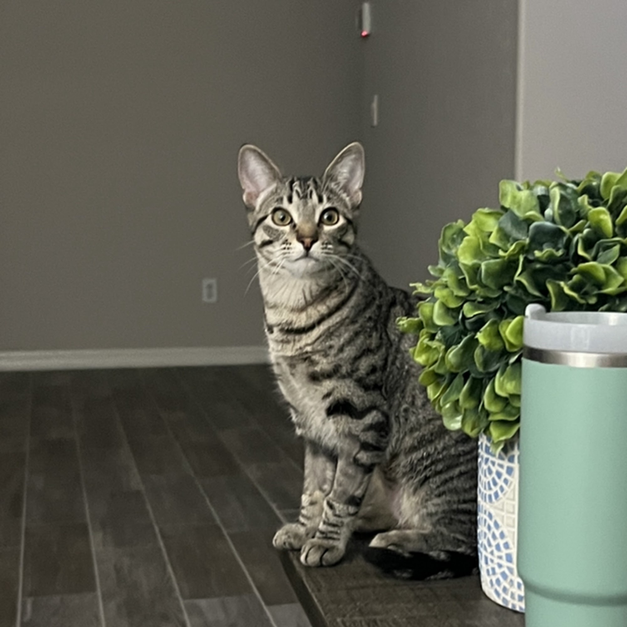 Alvarado Veterinary Hospital Fallbrook