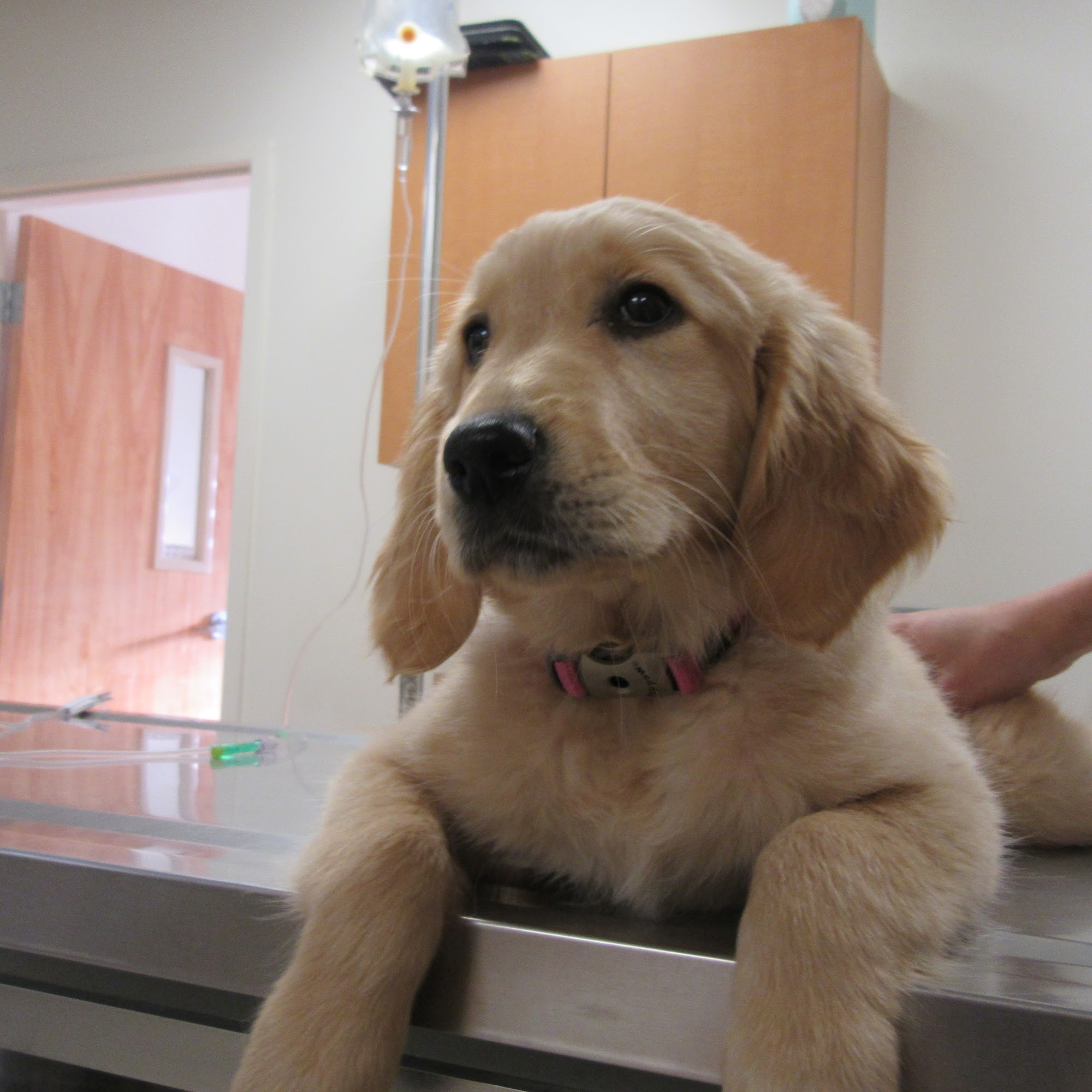 Felton Veterinary Hospital Felton