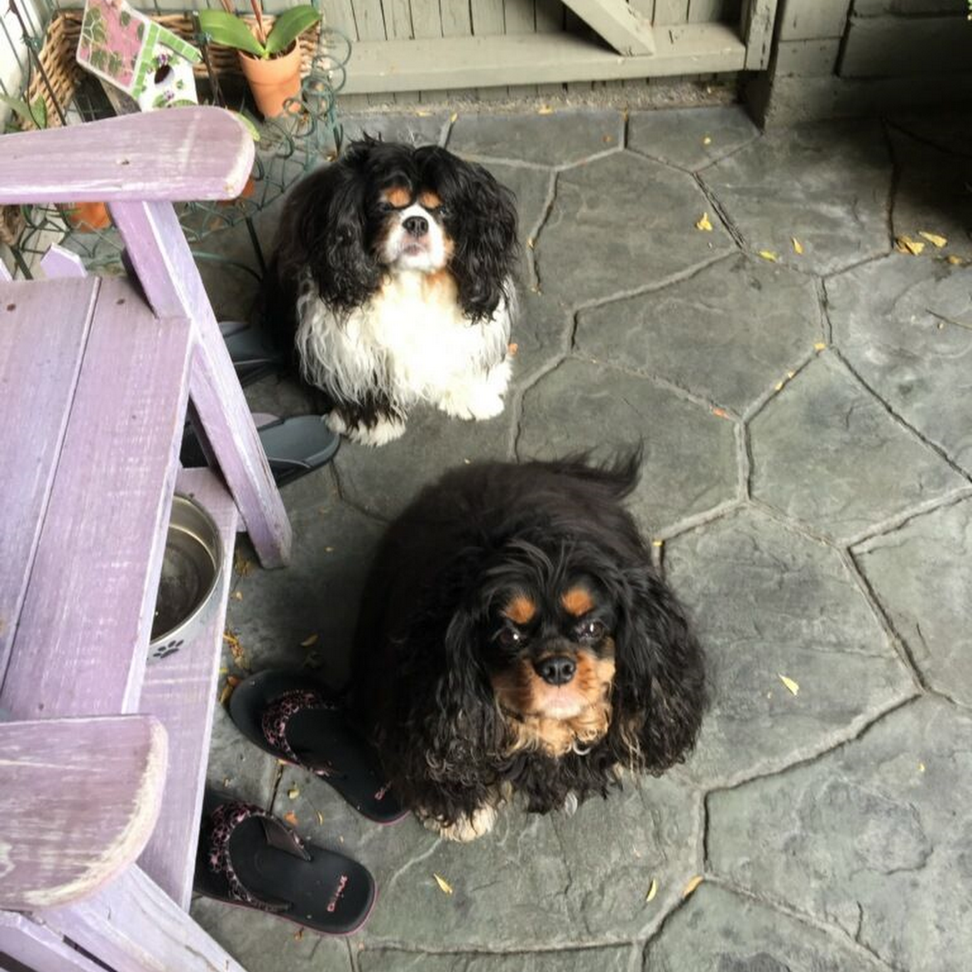 Felton Grooming Felton