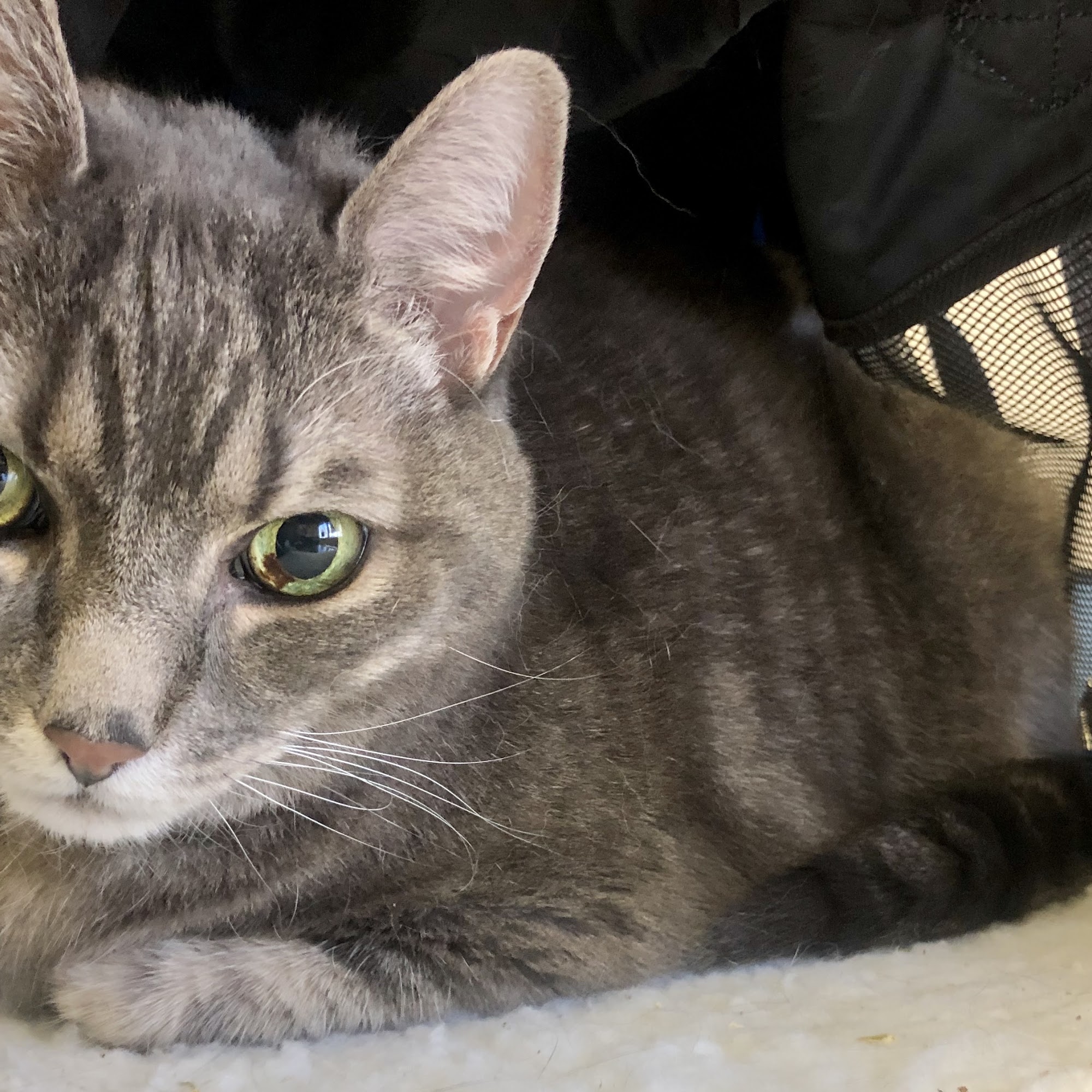 Fillmore Animal Hospital Fillmore