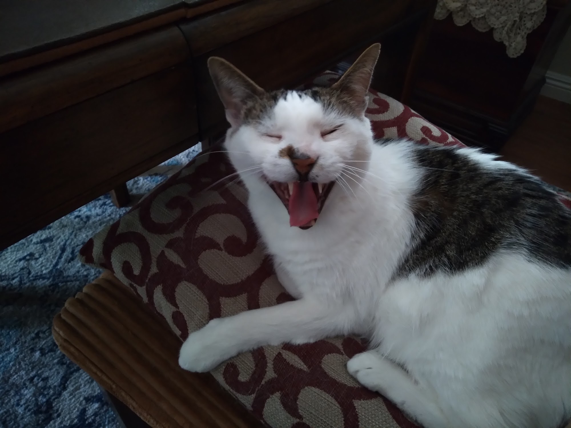 Fillmore Animal Hospital Fillmore