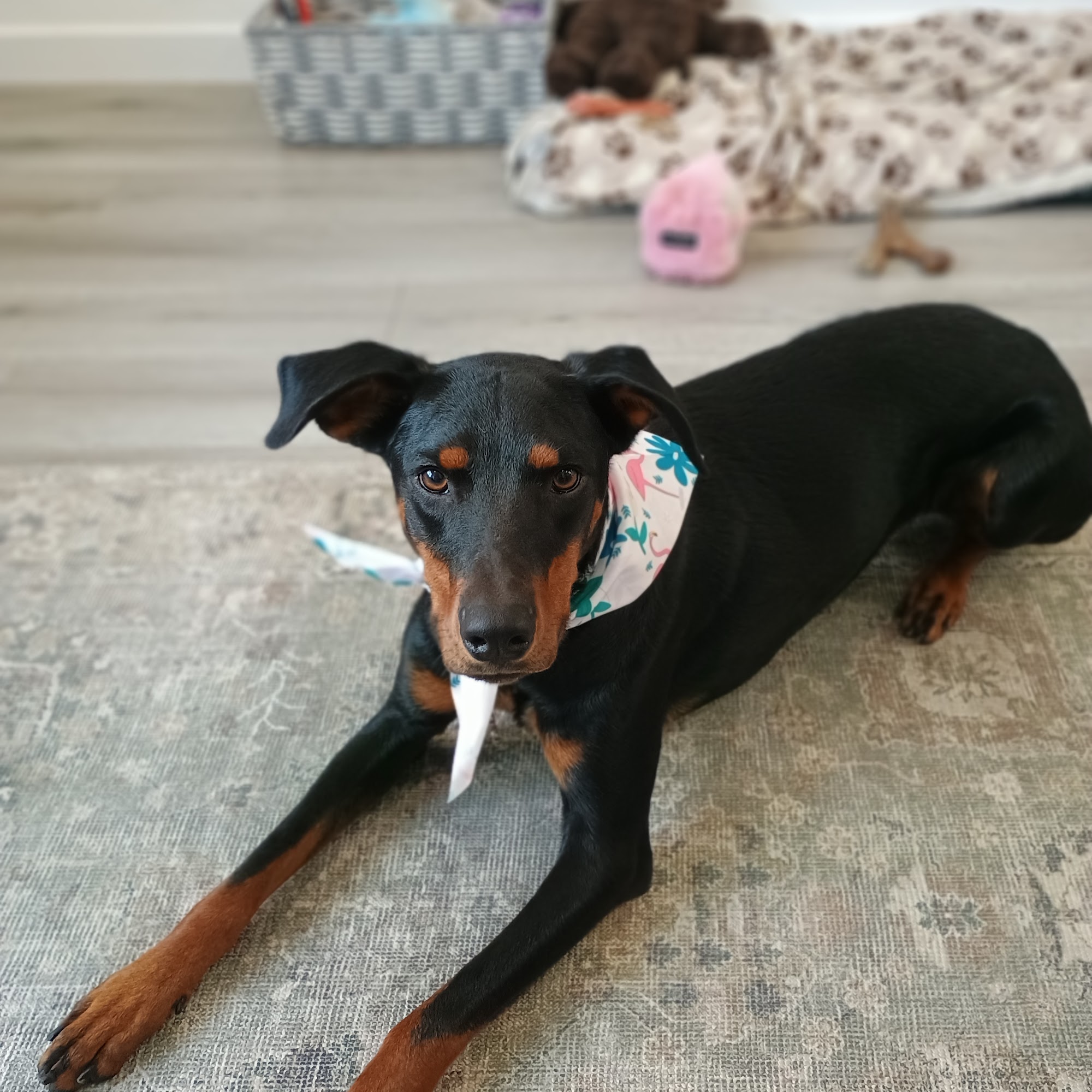 Doberman Pinscher Rescue Fillmore