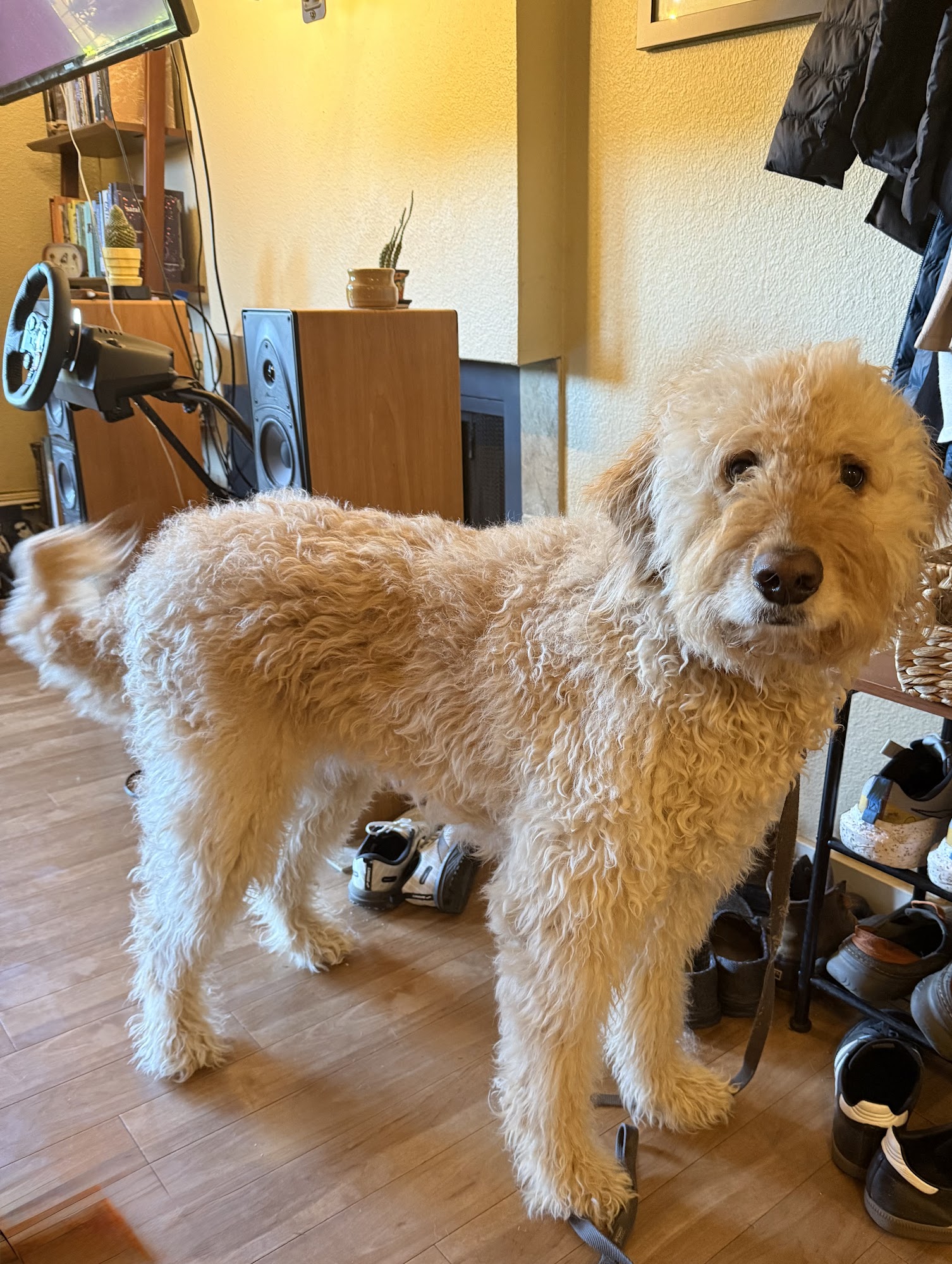 Pampered Pet Salon and Boutique Folsom