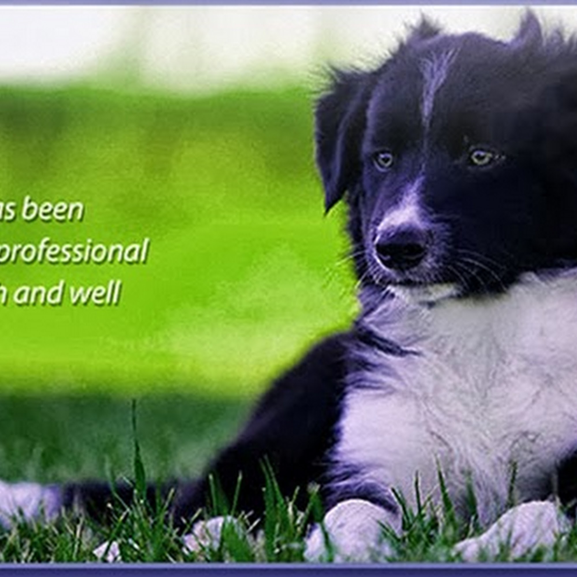 Lakeside Pet Hospital Folsom