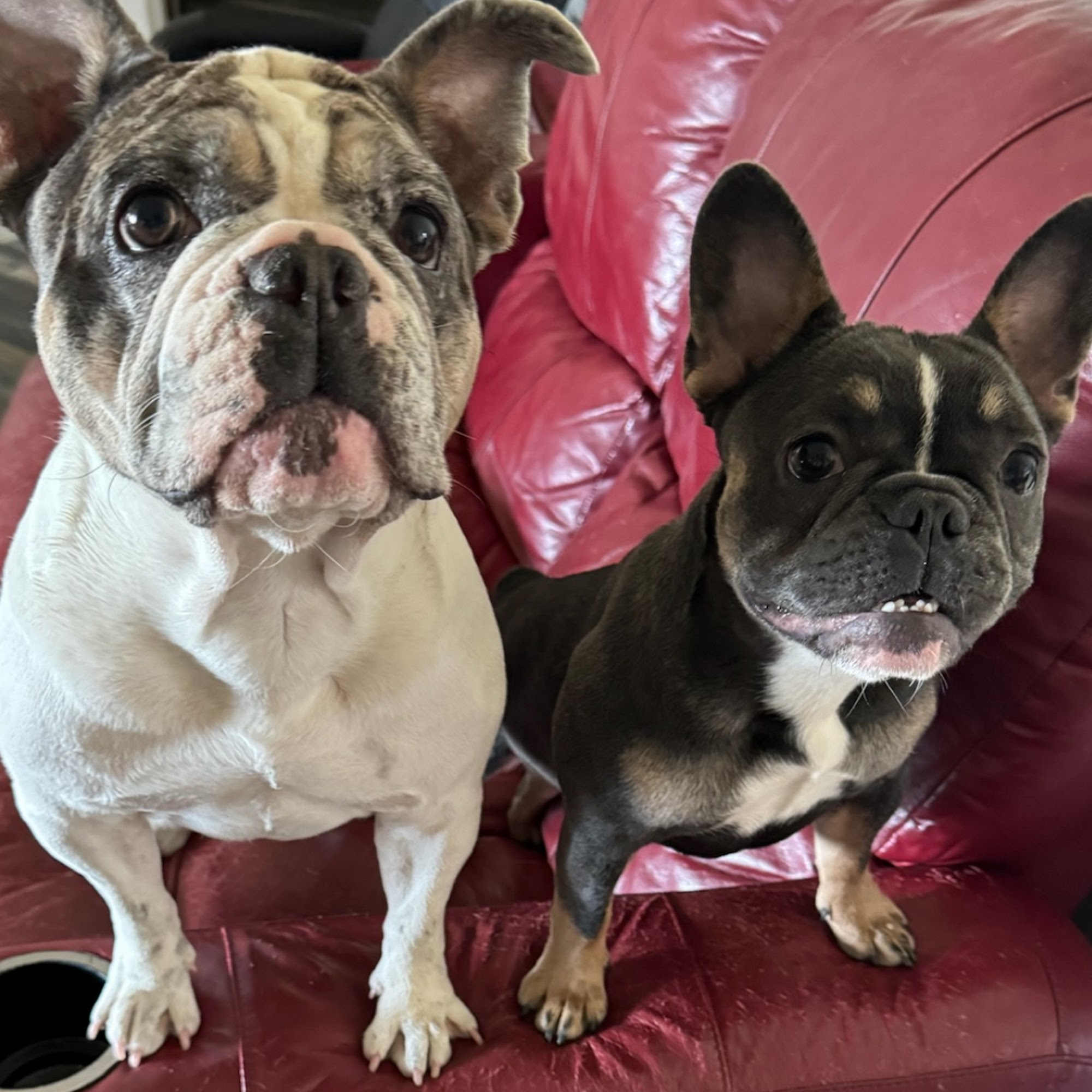 Blue Ravine Animal Hospital Folsom