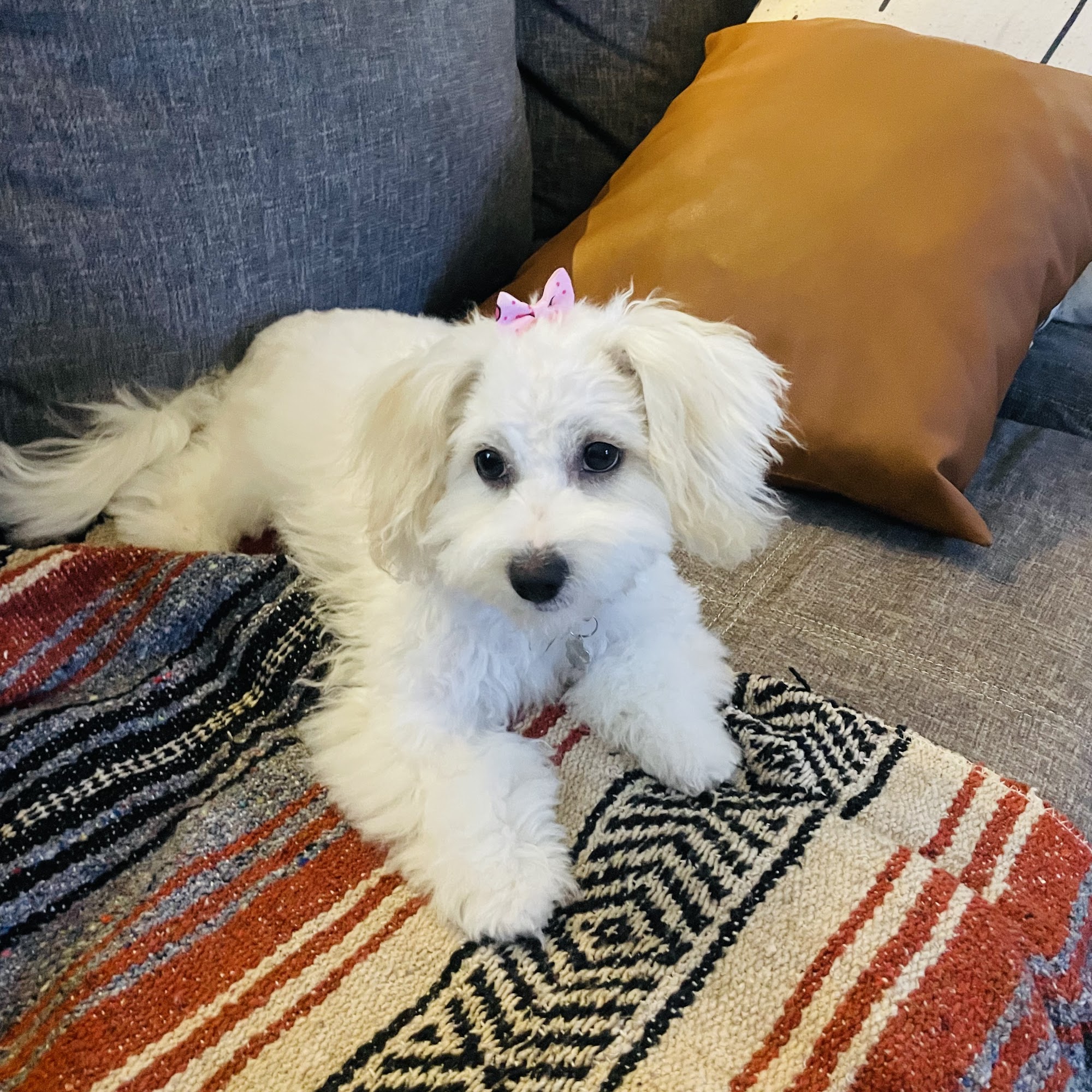 Double Bubble Dog Grooming Fontana