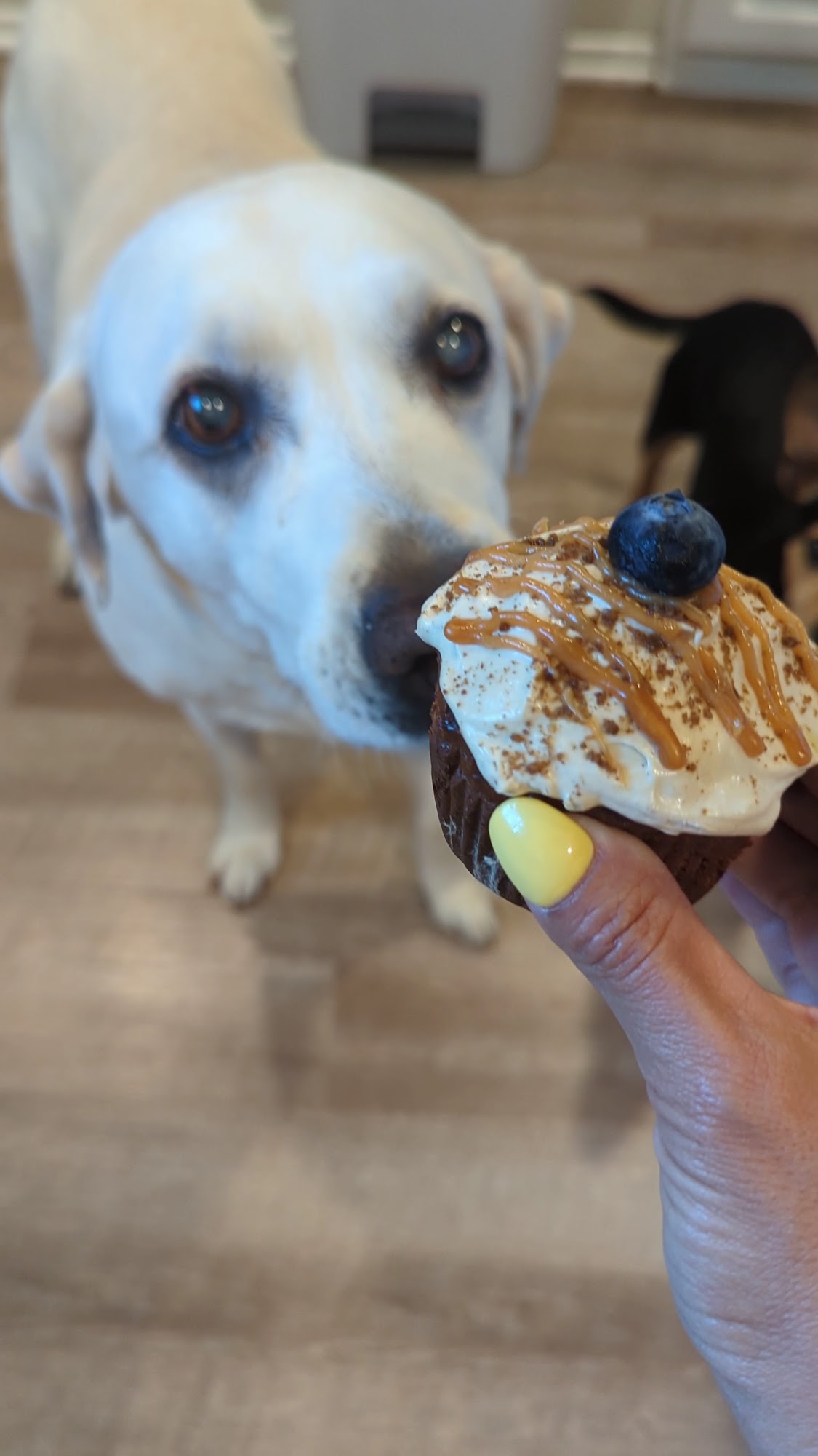 Frost Paws Dog Bakery Menu