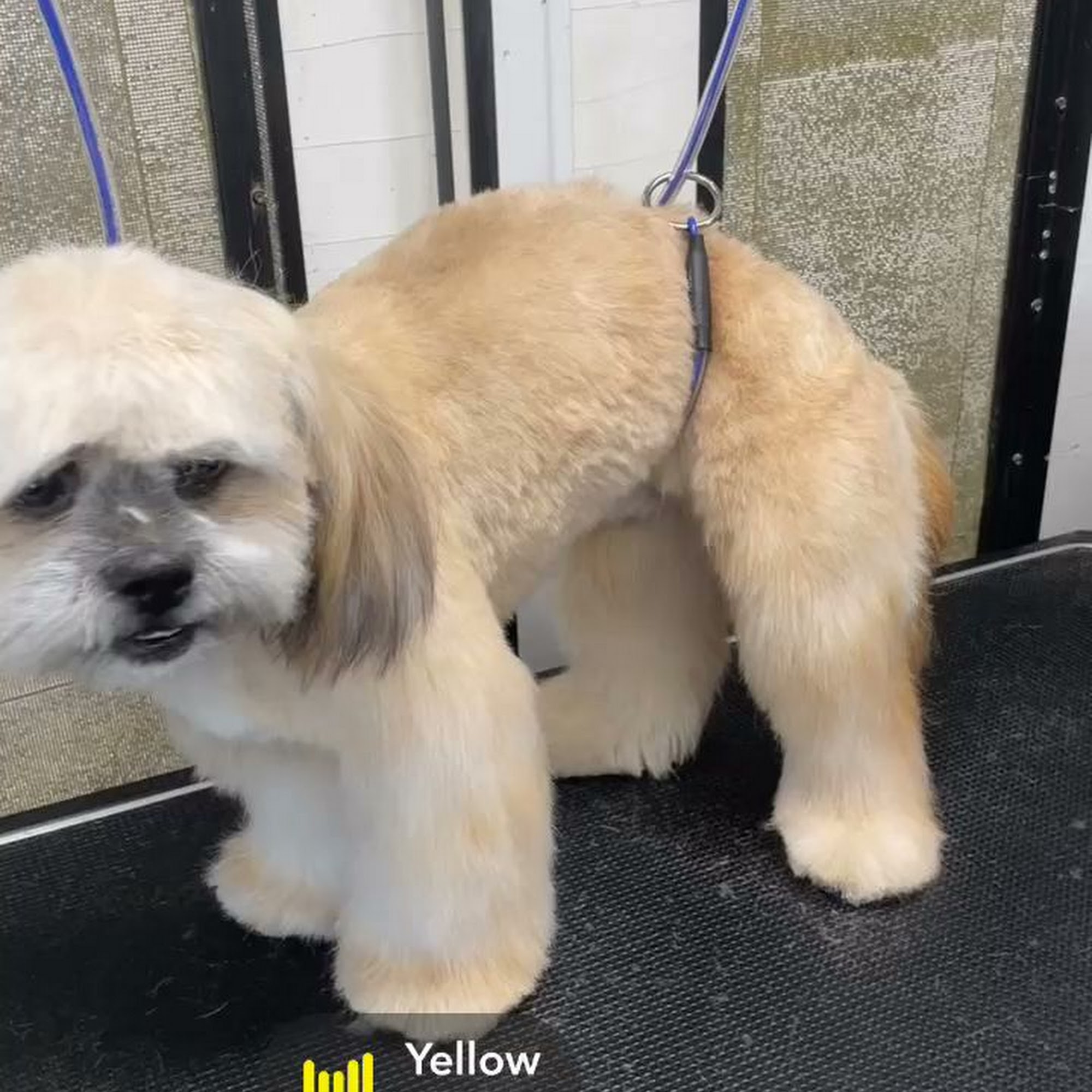 Sebastian’s Pet Grooming LLC