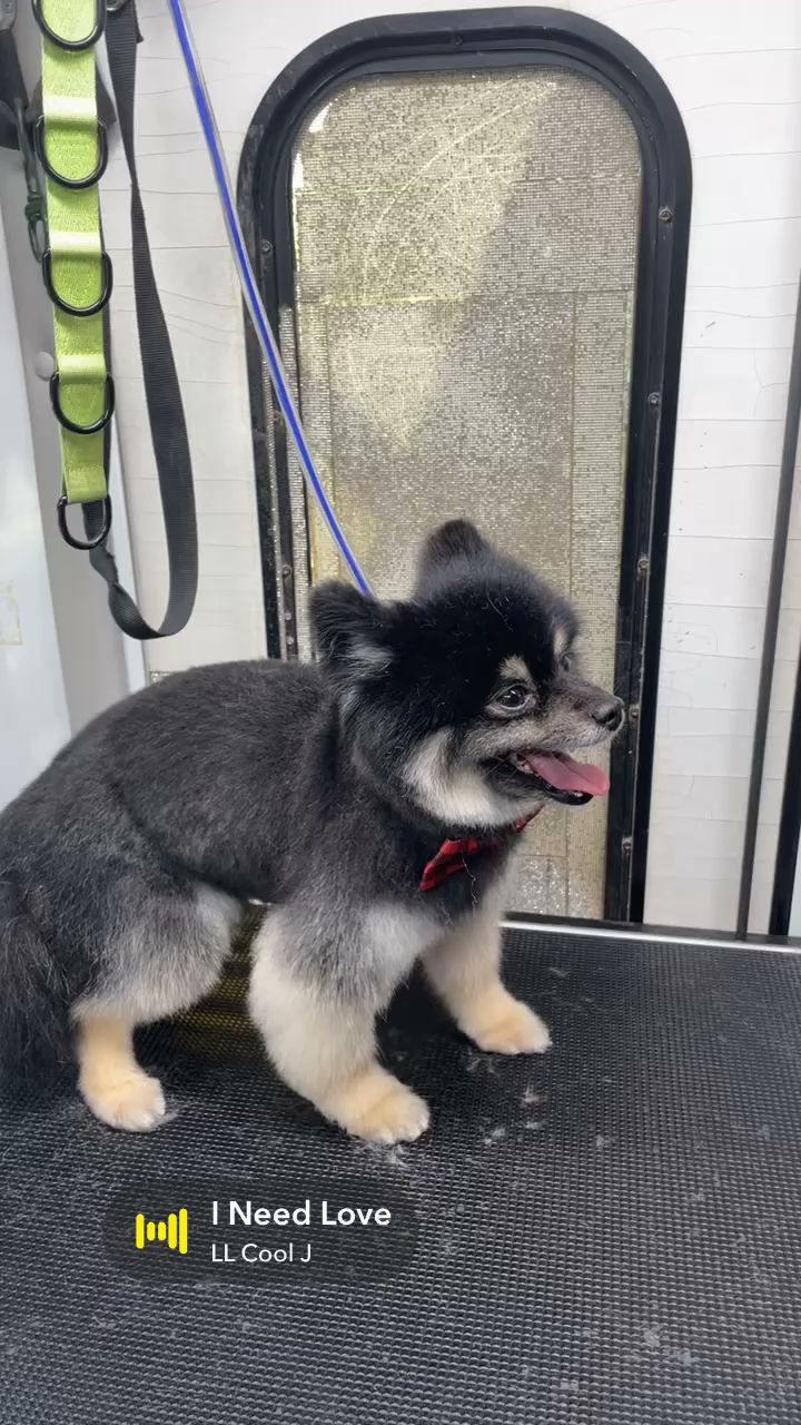 Sebastian’s Pet Grooming LLC