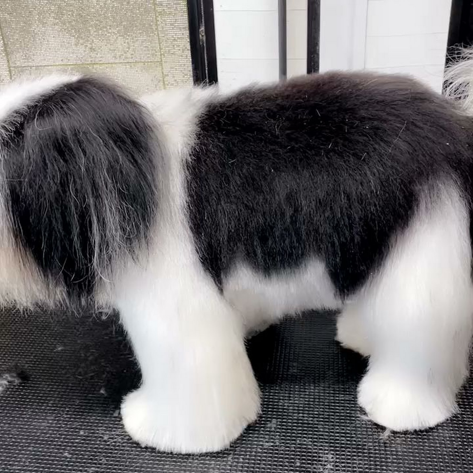 Sebastian’s Pet Grooming LLC