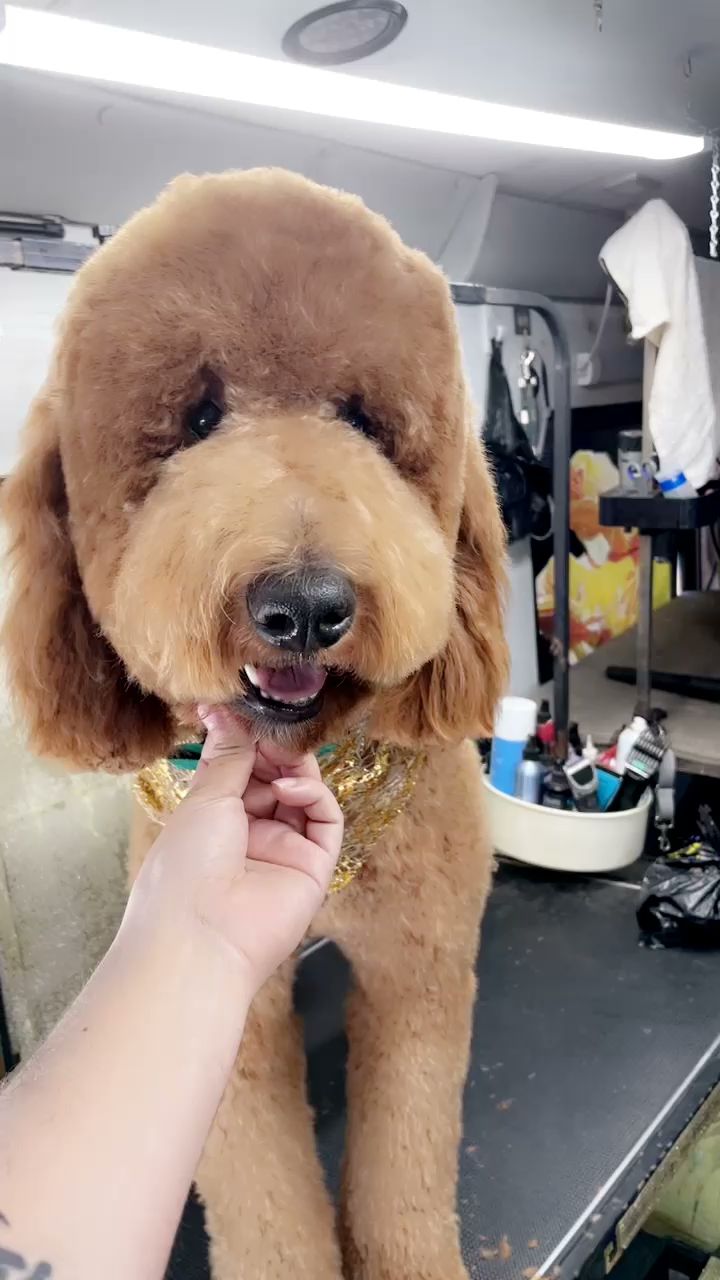 Sebastian’s Pet Grooming LLC