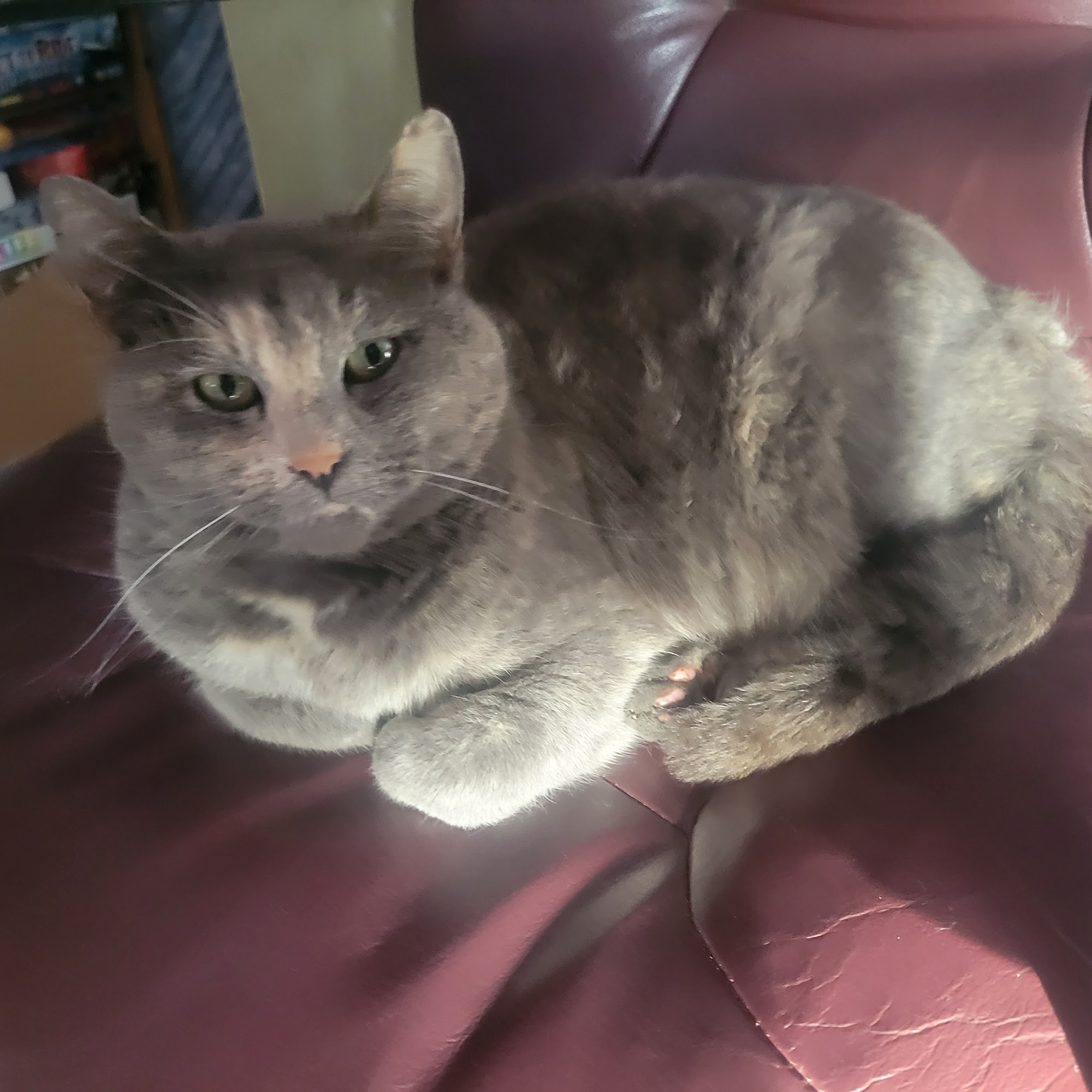 Foresthill Veterinary Clinic Foresthill