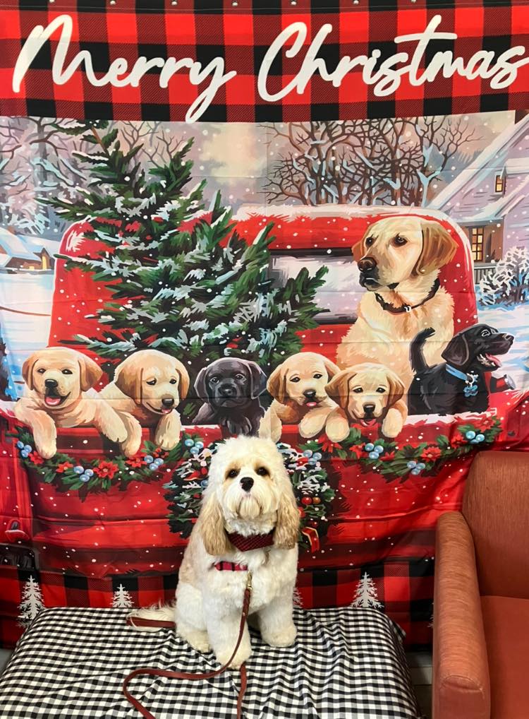 Mendo Dog Fort Bragg