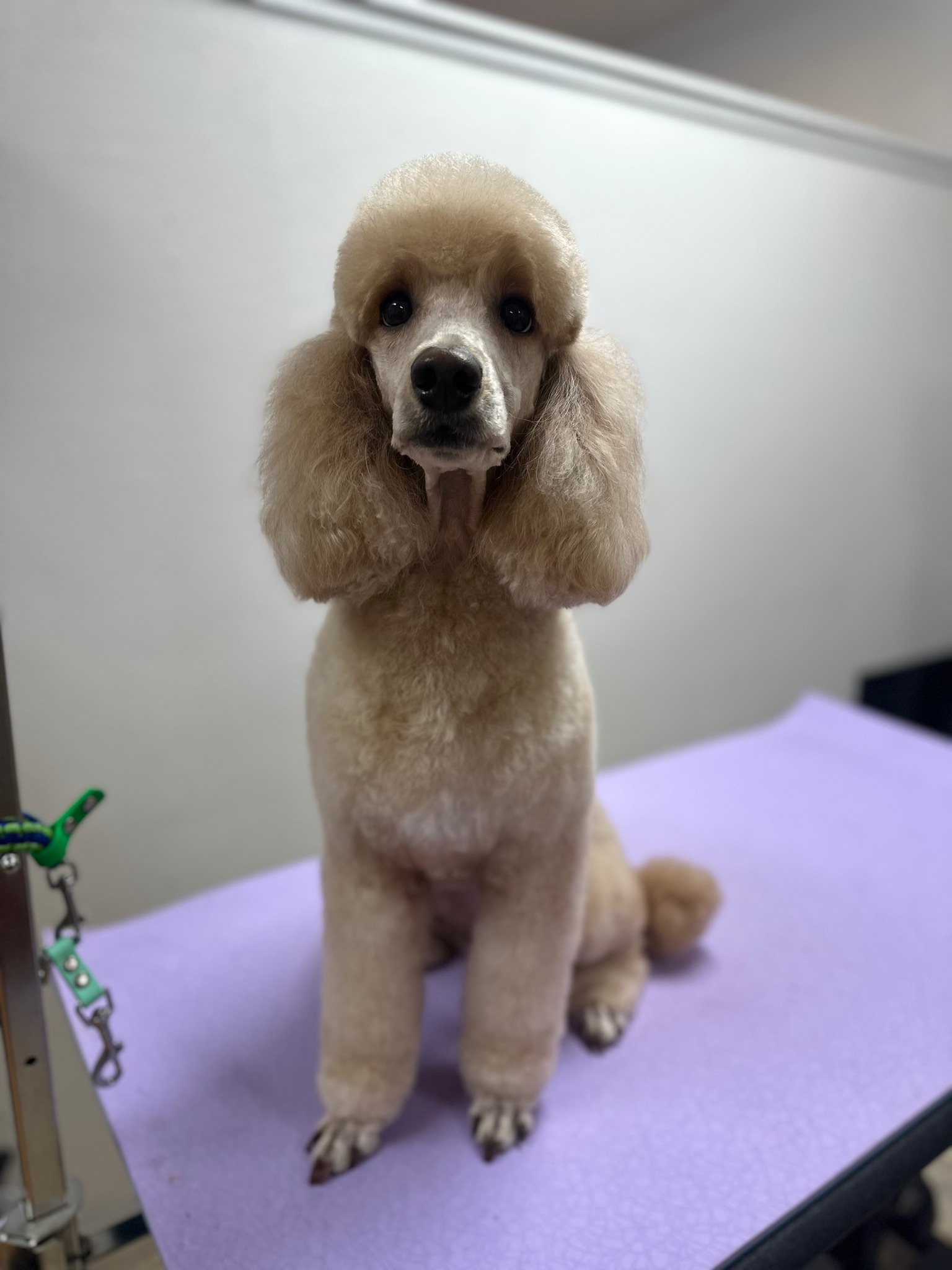 Salty Paws Grooming Fort Bragg