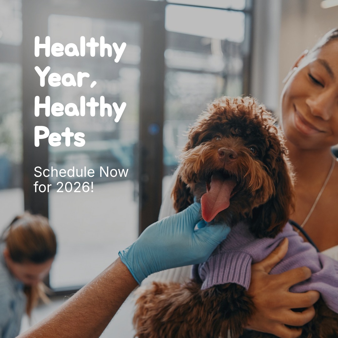 Indy’s Place Pet Hospital Foster City