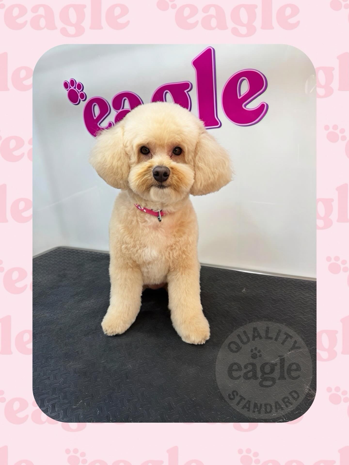 Eagle Mobile Pet Grooming Foster City