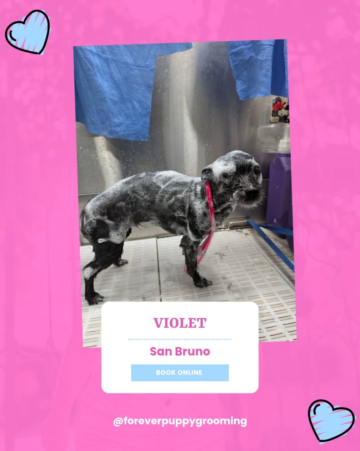 Puppy Pampers Grooming Foster City