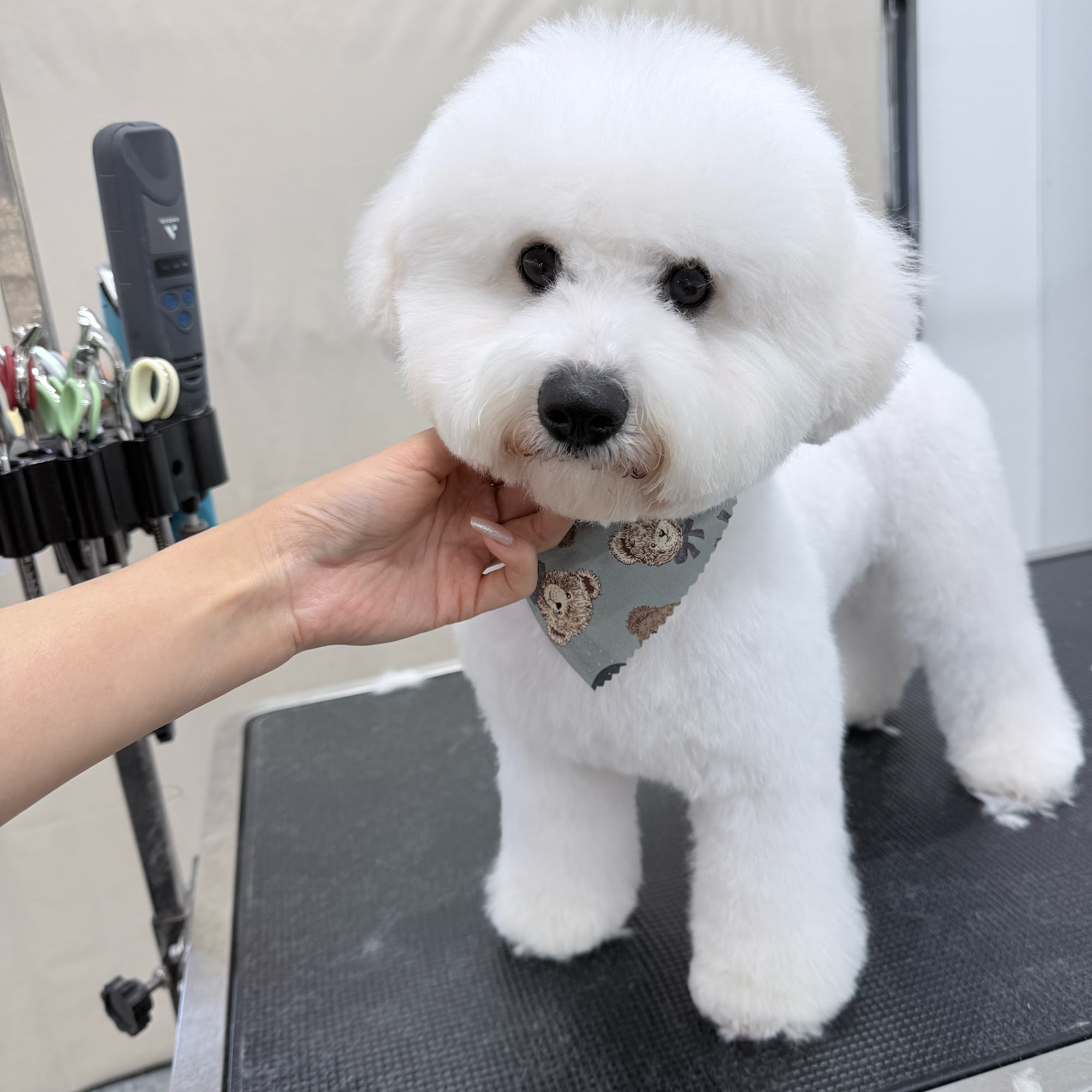 Petit Paw Grooming Foster City