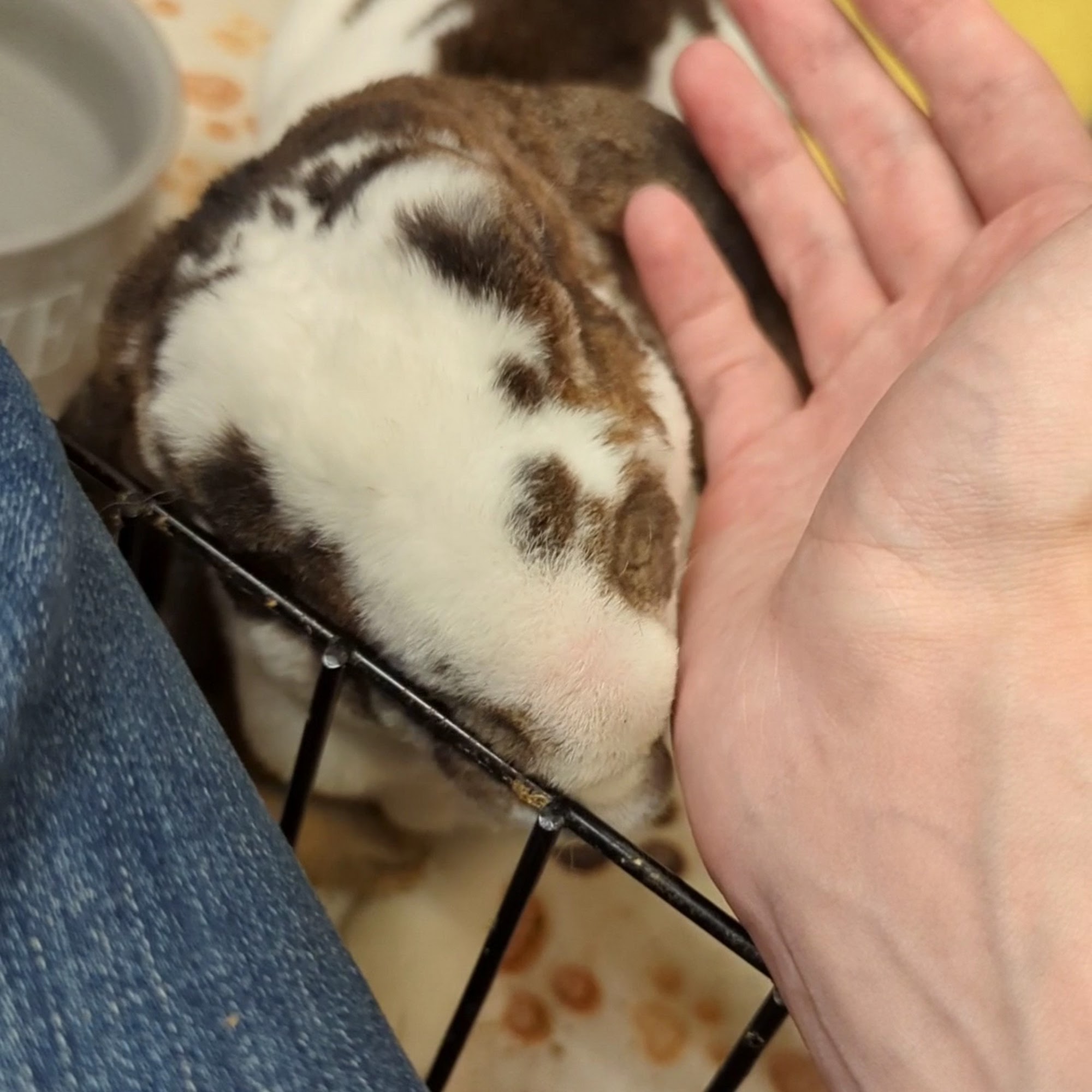 Bunny Bunch Boutique & Bunny Bunch Rescue Orange County Fountain Valley