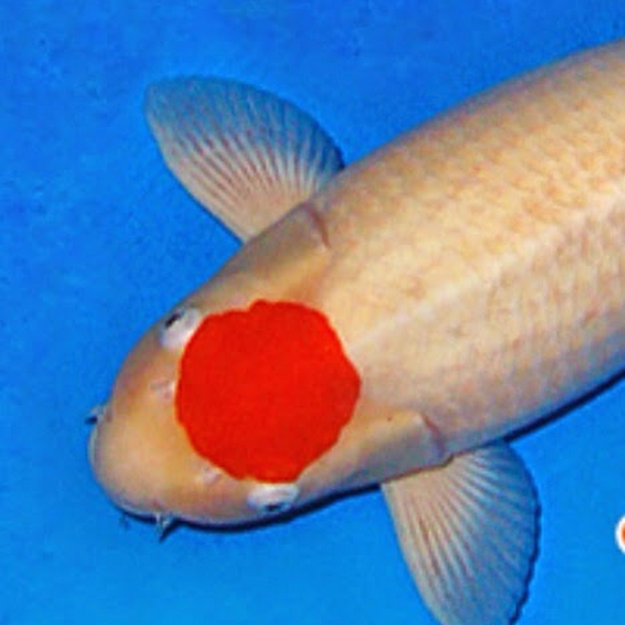 Inland Koi Fountain Valley