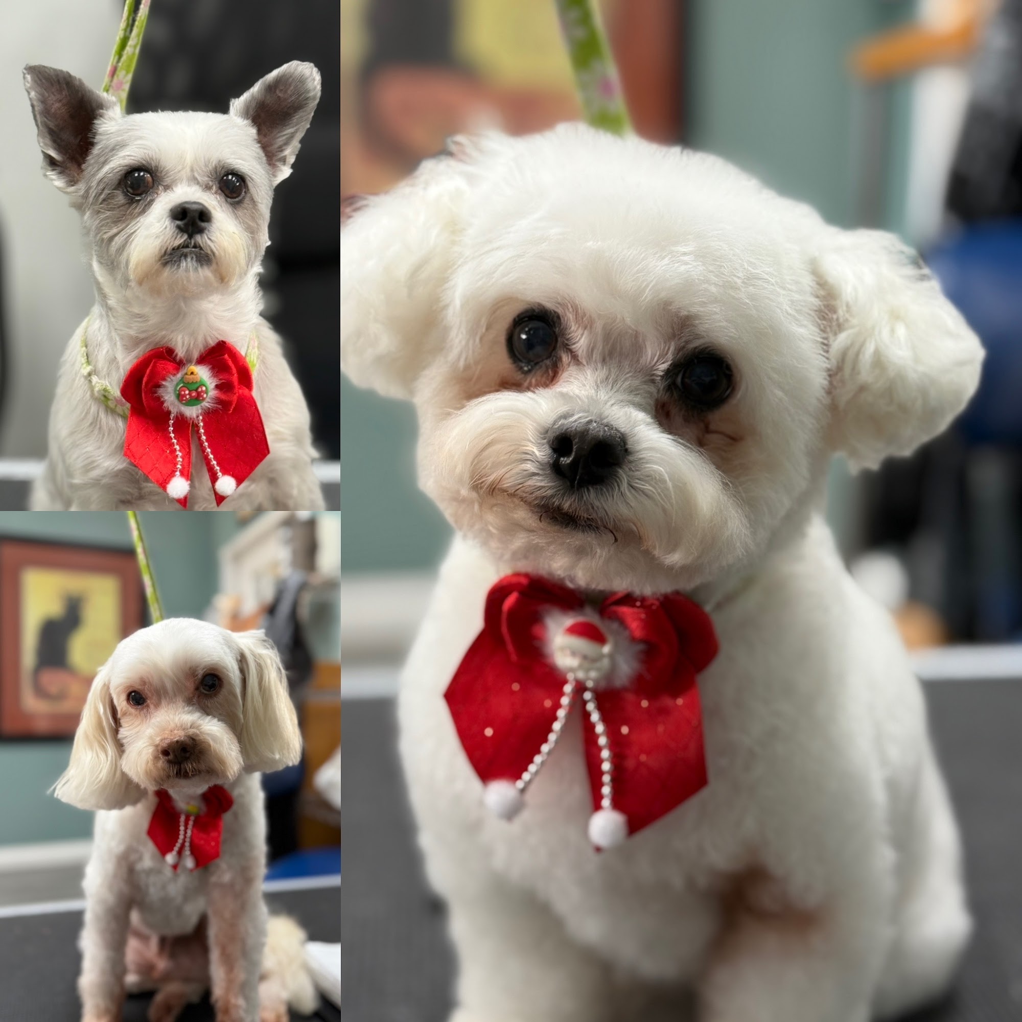 Claws N Paws Day Spa Fountain Valley