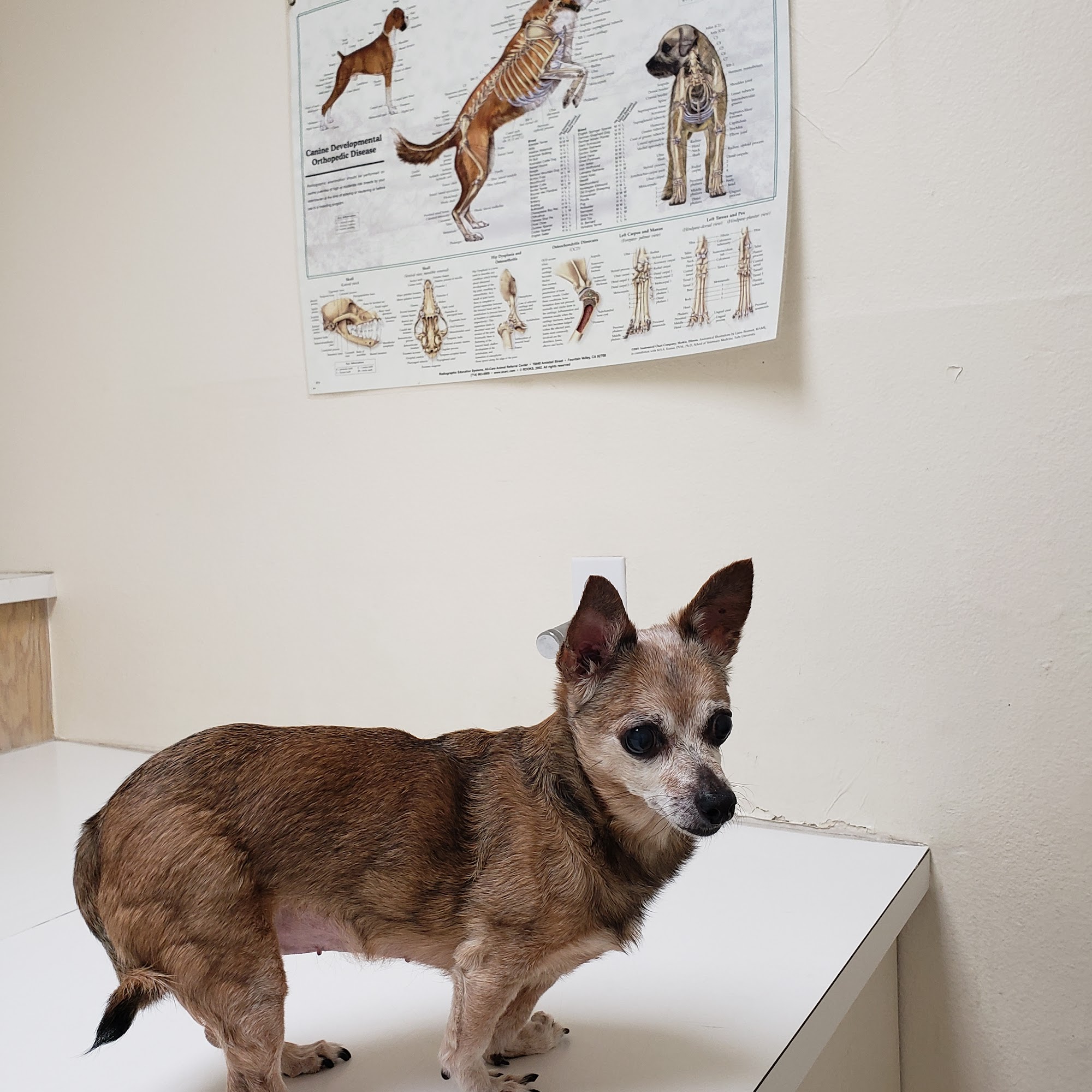 Animal Hospital-Fountain Valley Fountain Valley