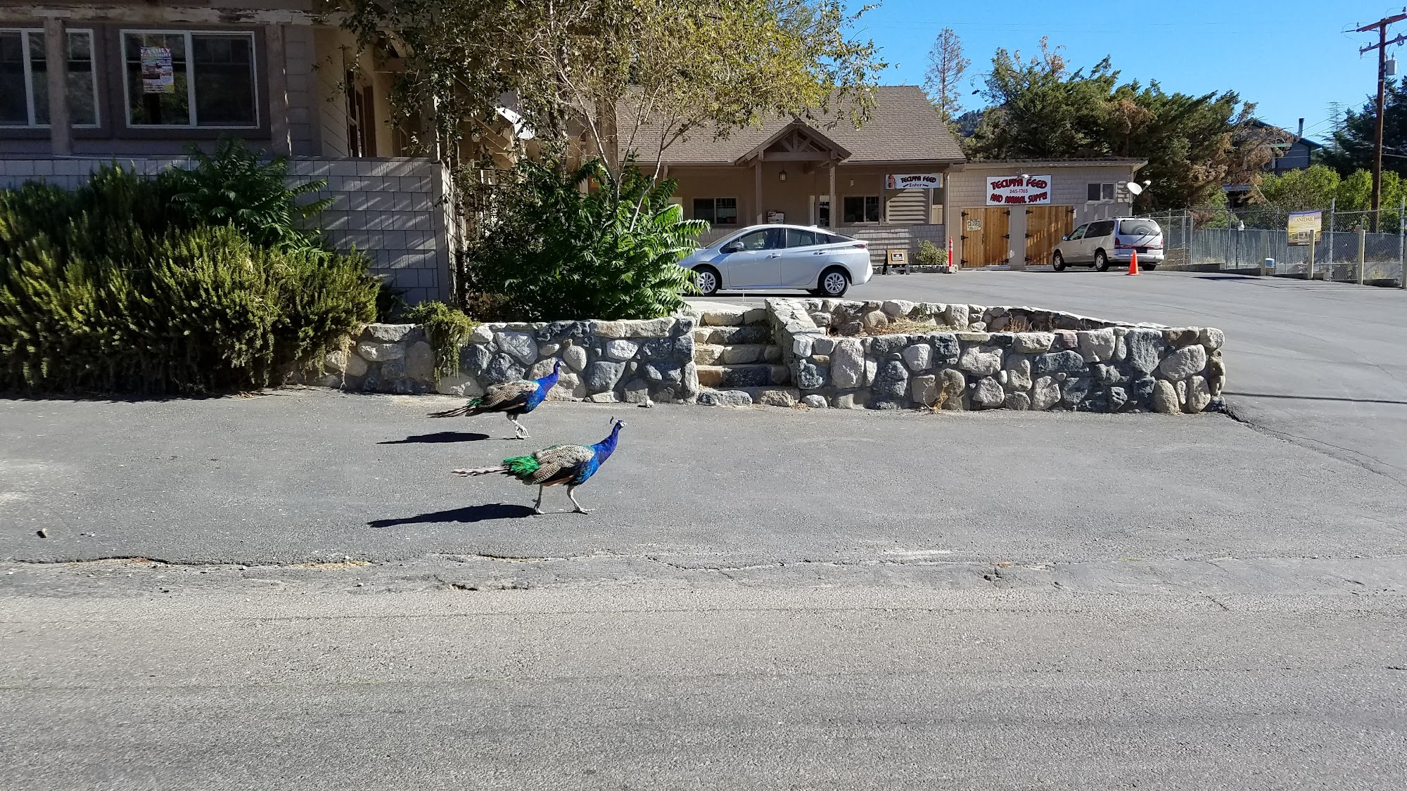 Tecuya Feed & Animal Supply Frazier Park