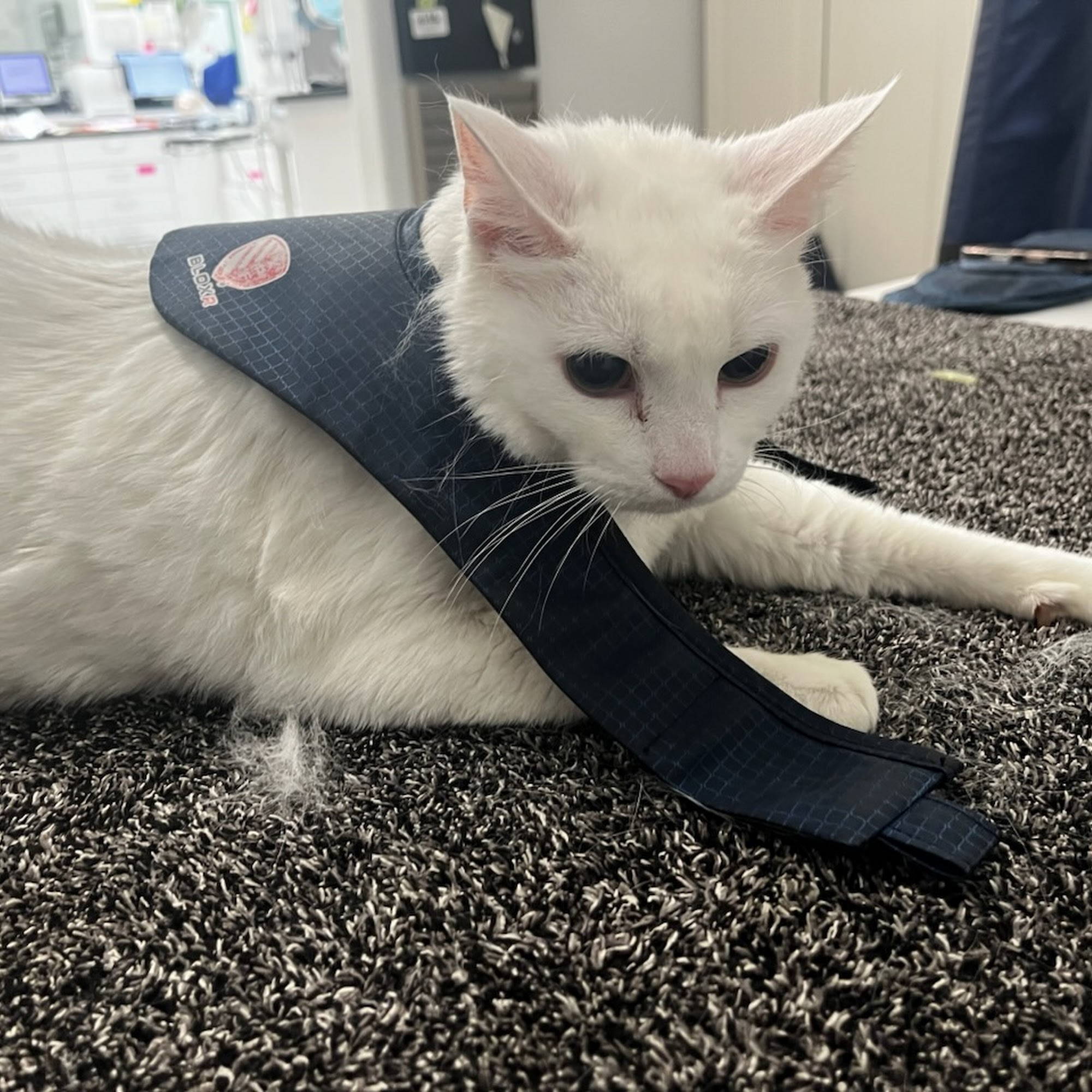 Mountain Aire Veterinary Hospital, Inc. Frazier Park