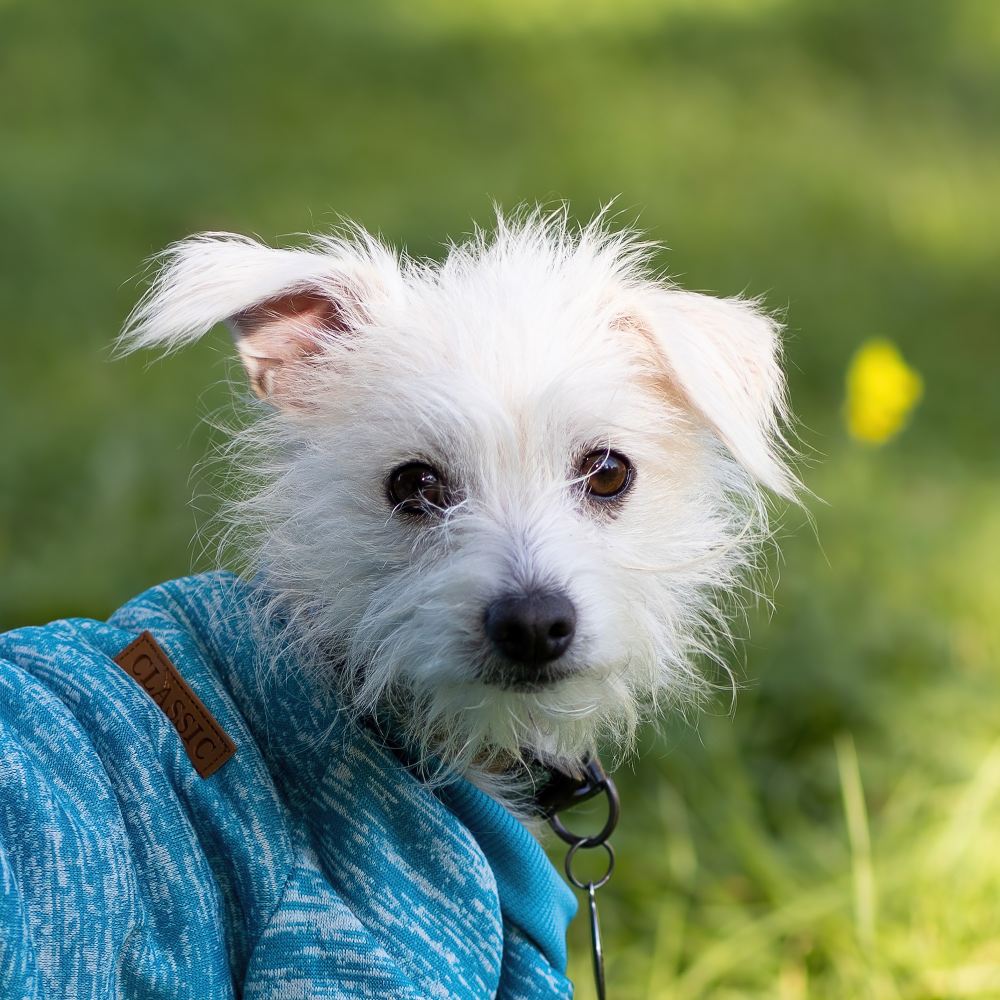 Santa Cruz County Animal Shelter Freedom