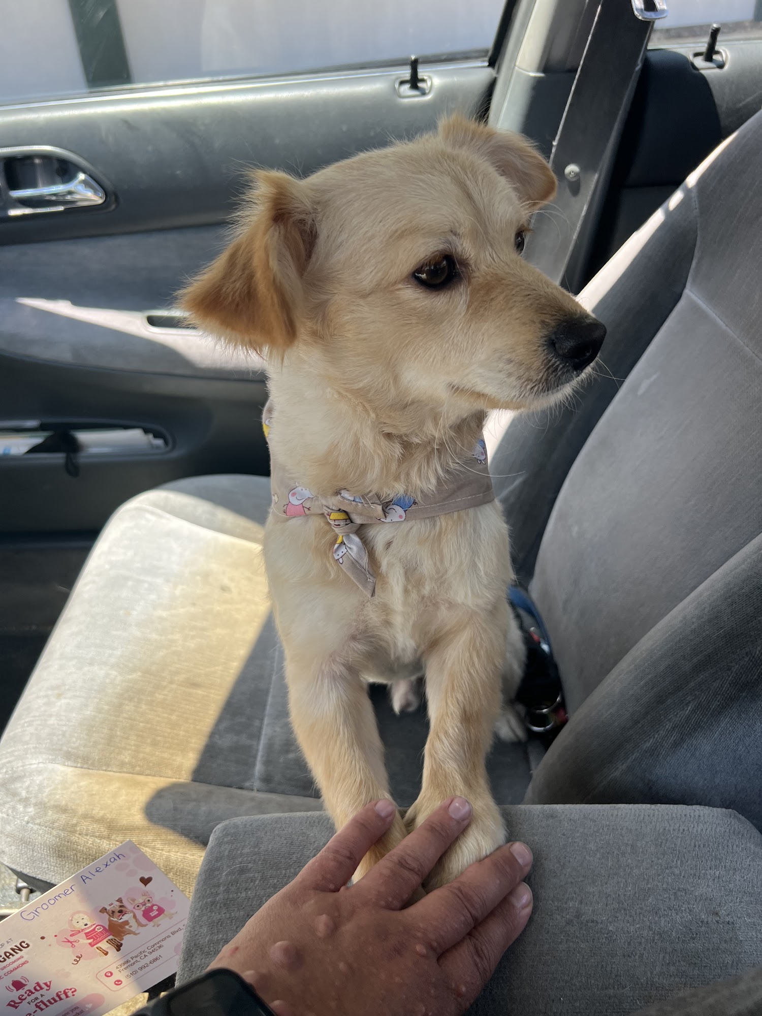 The Woof Gang, LLC - Pet Sitting & Dog Walking Fremont