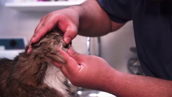 Aborn Pet Hospital Fremont