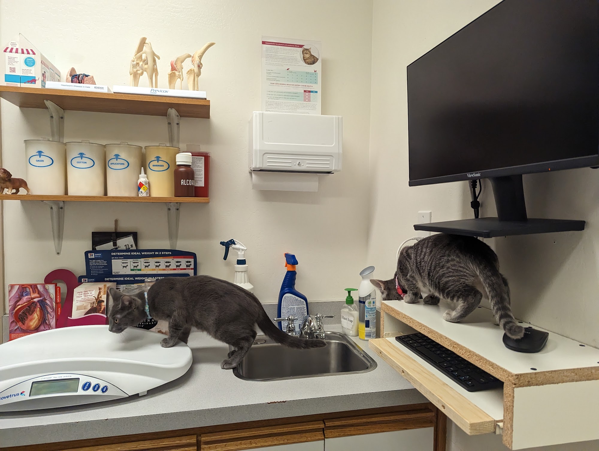 Mission Valley Veterinary Clinic Fremont