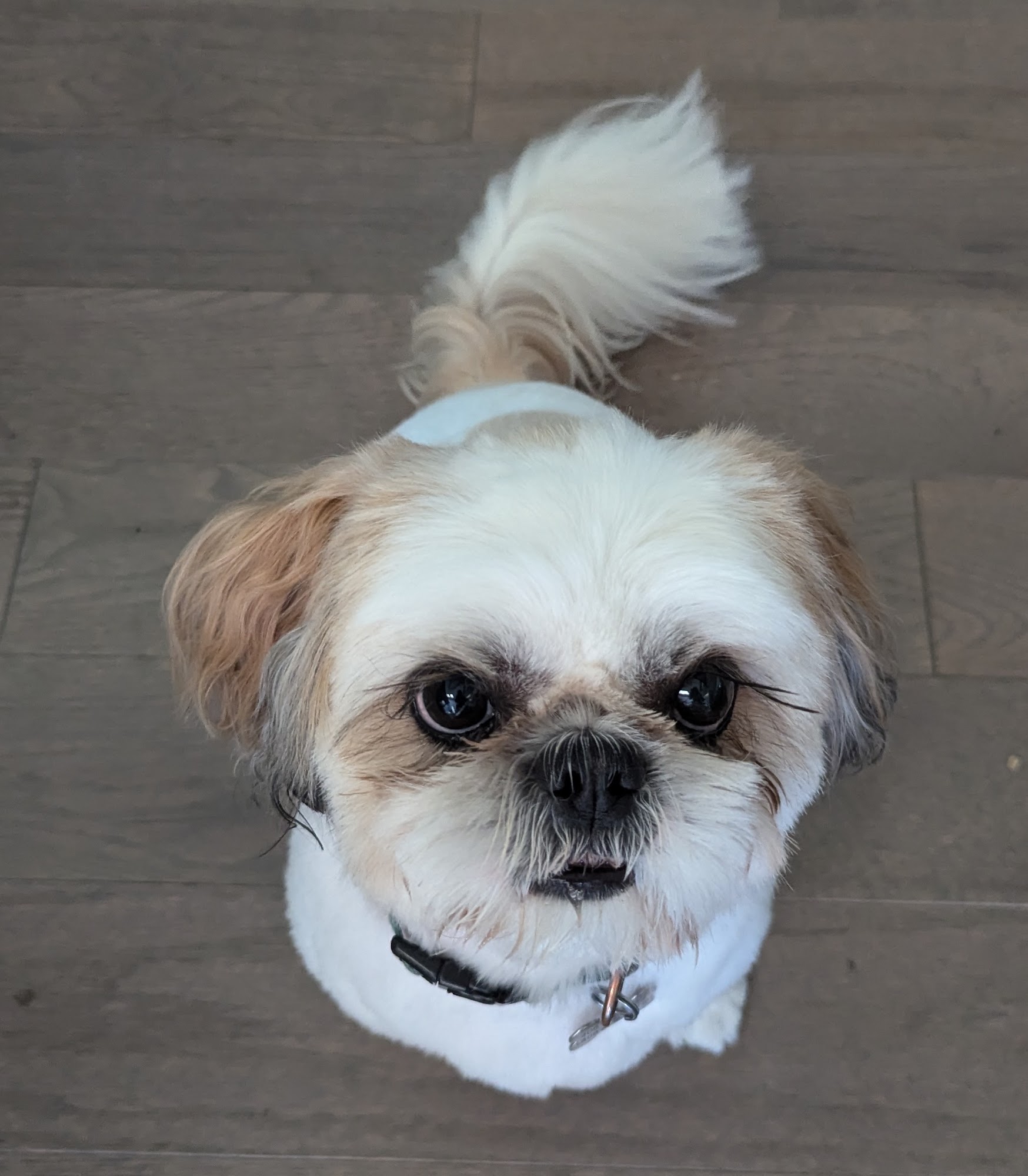 Original Grooming Fremont